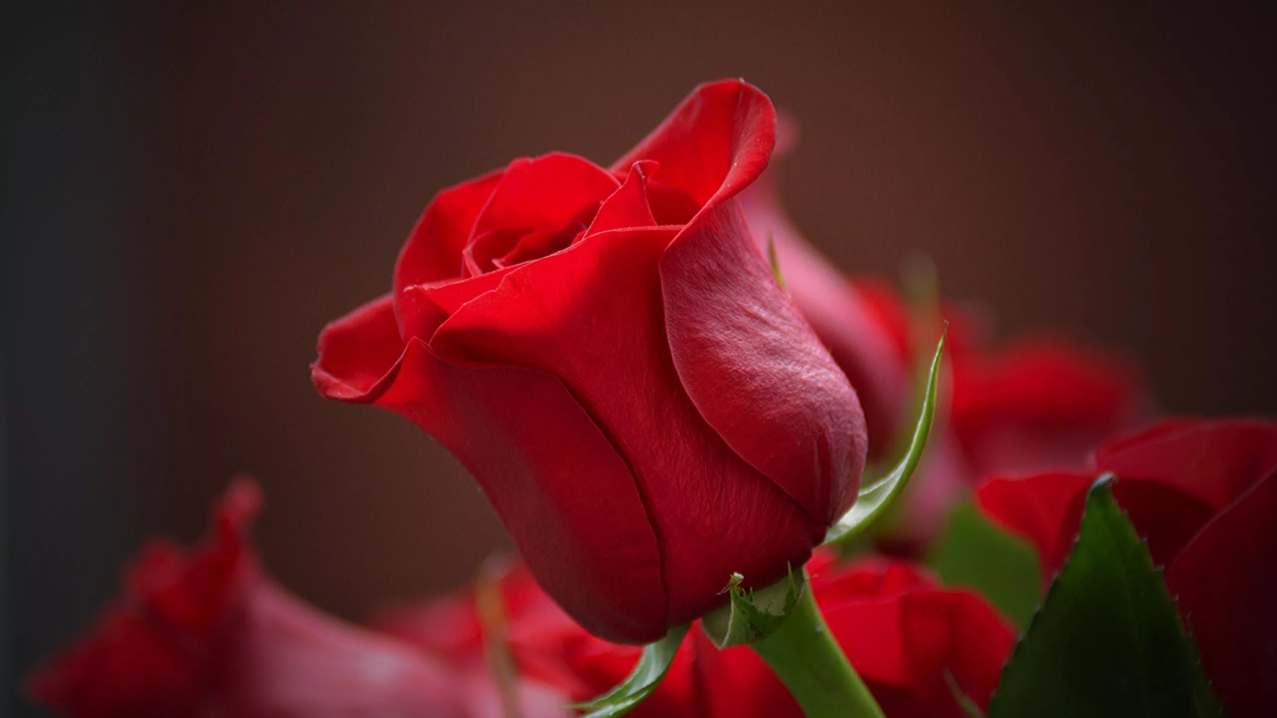 Download wallpaper 2560x1440 bud, rose