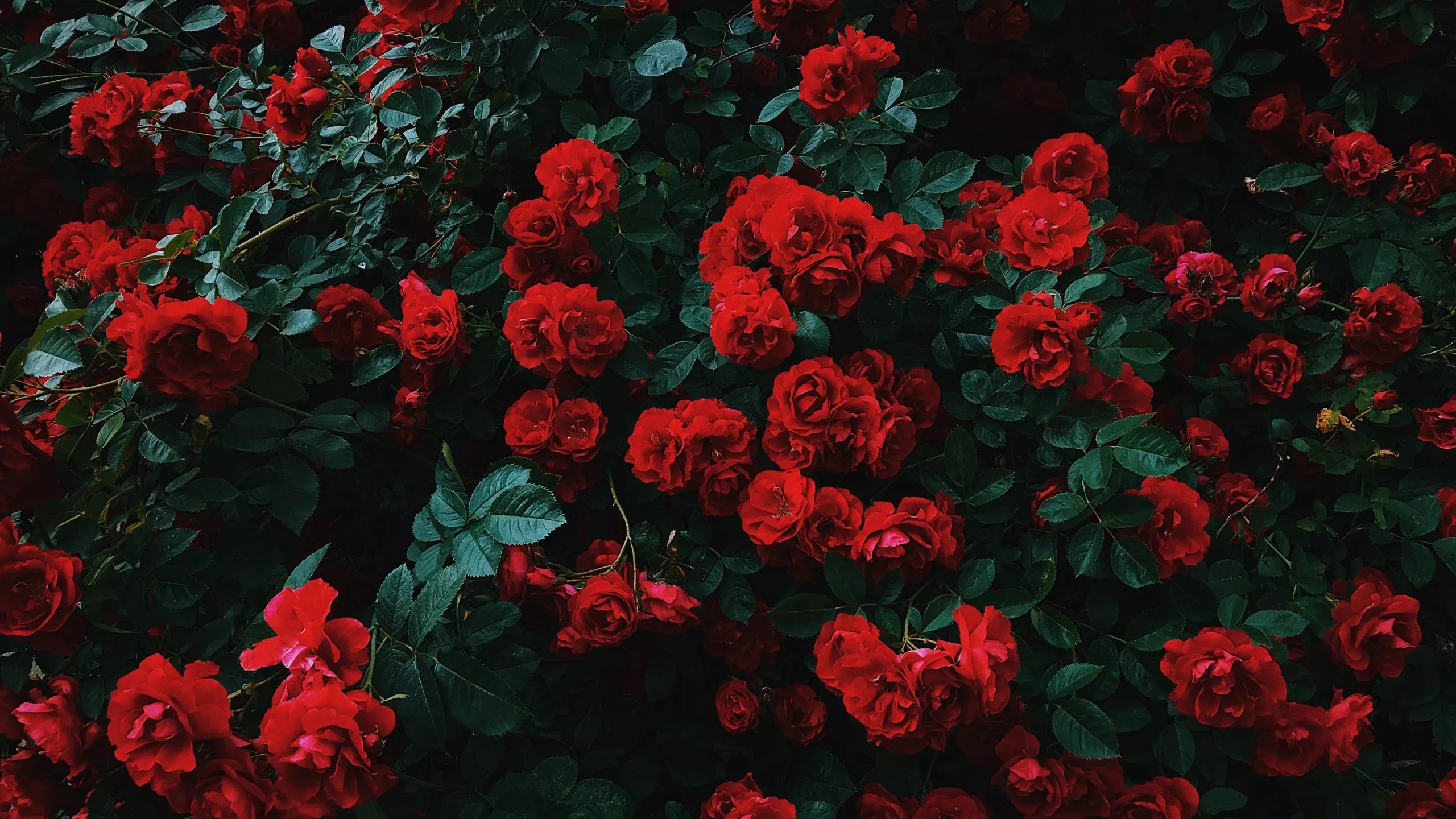 Garden roses Wallpaper 4K, Hybrid roses
