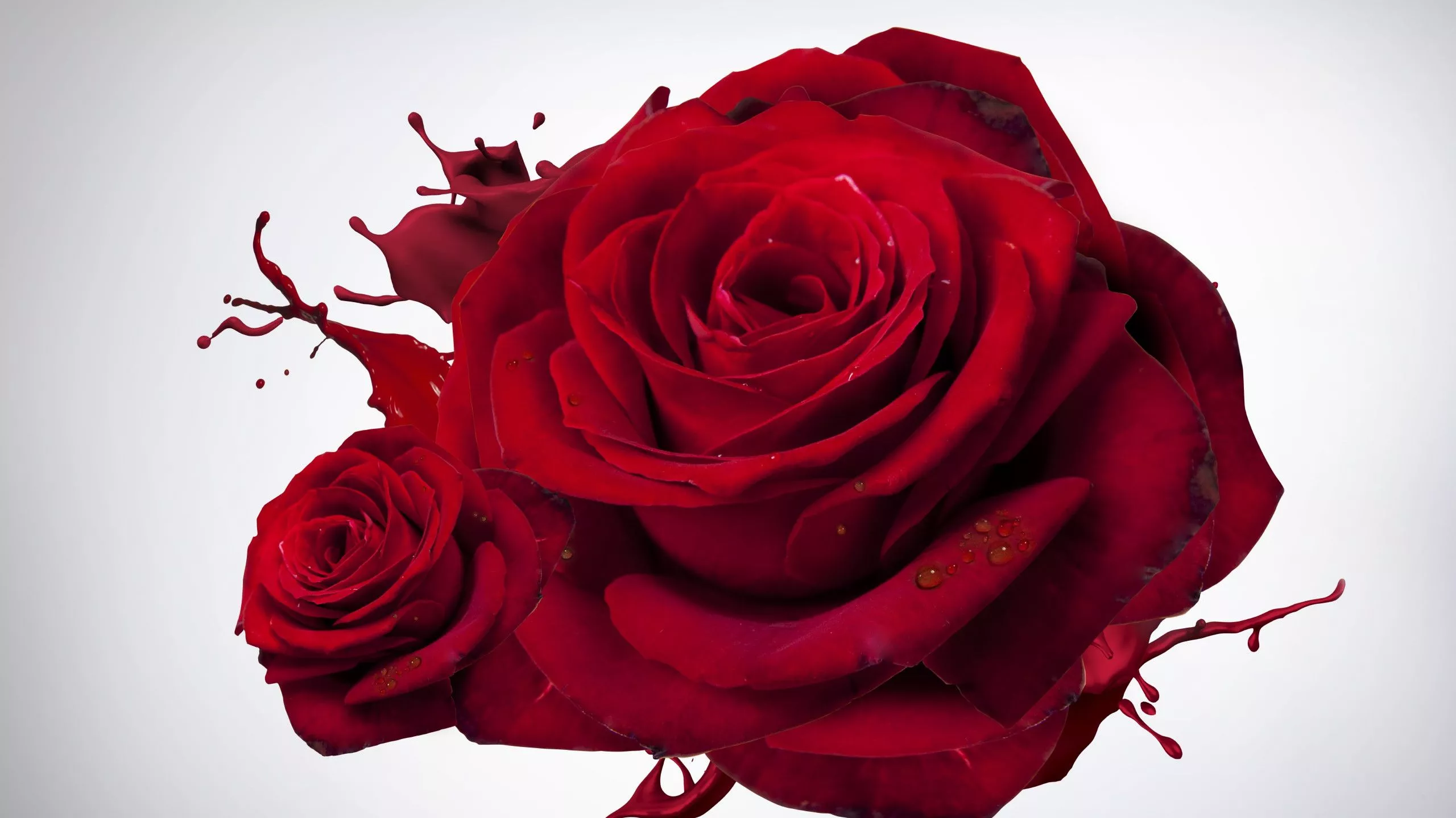 The most beautiful red roses 2560x1440