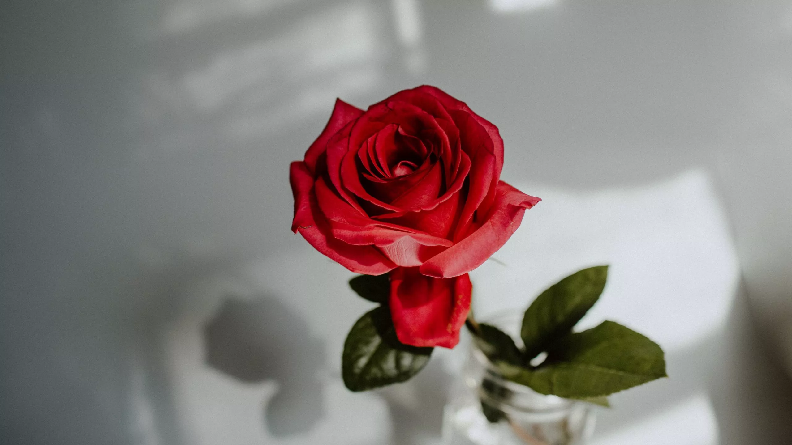 Download wallpaper 2560x1440 rose, red