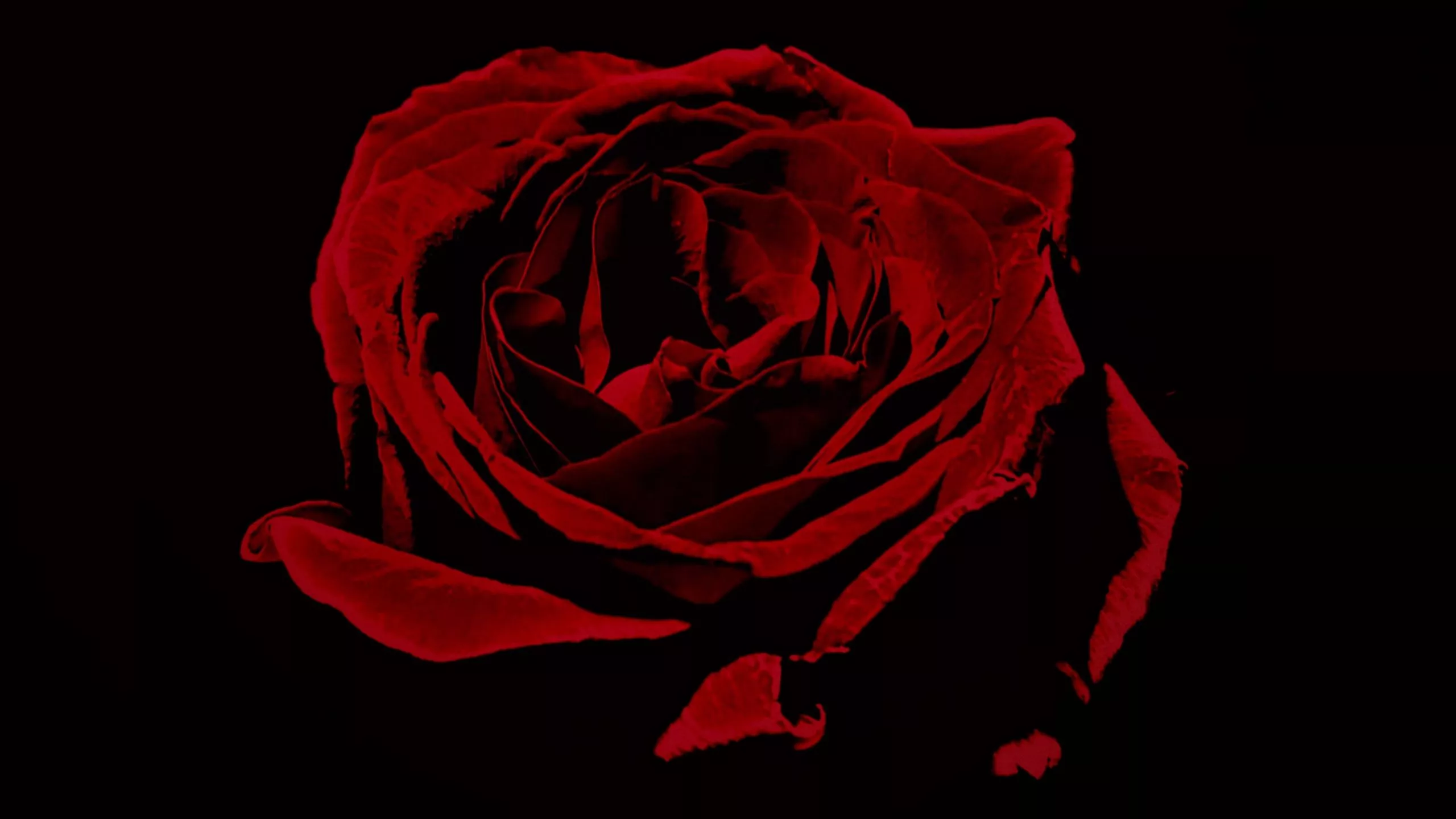 Download wallpaper 2560x1440 red rose