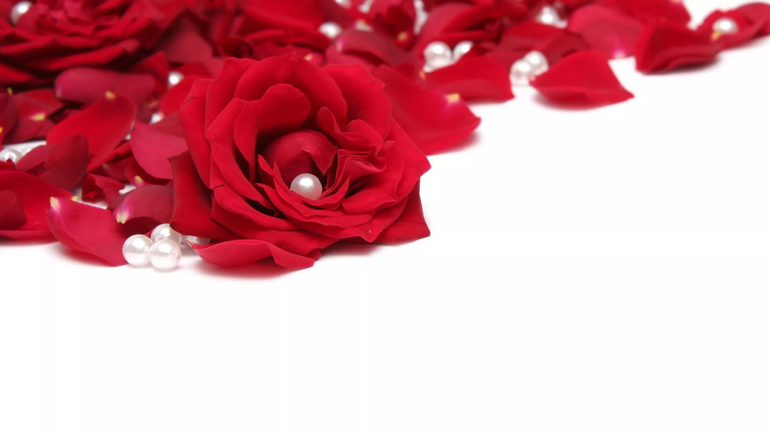 wallpaper 2560x1440 rose, beads, red