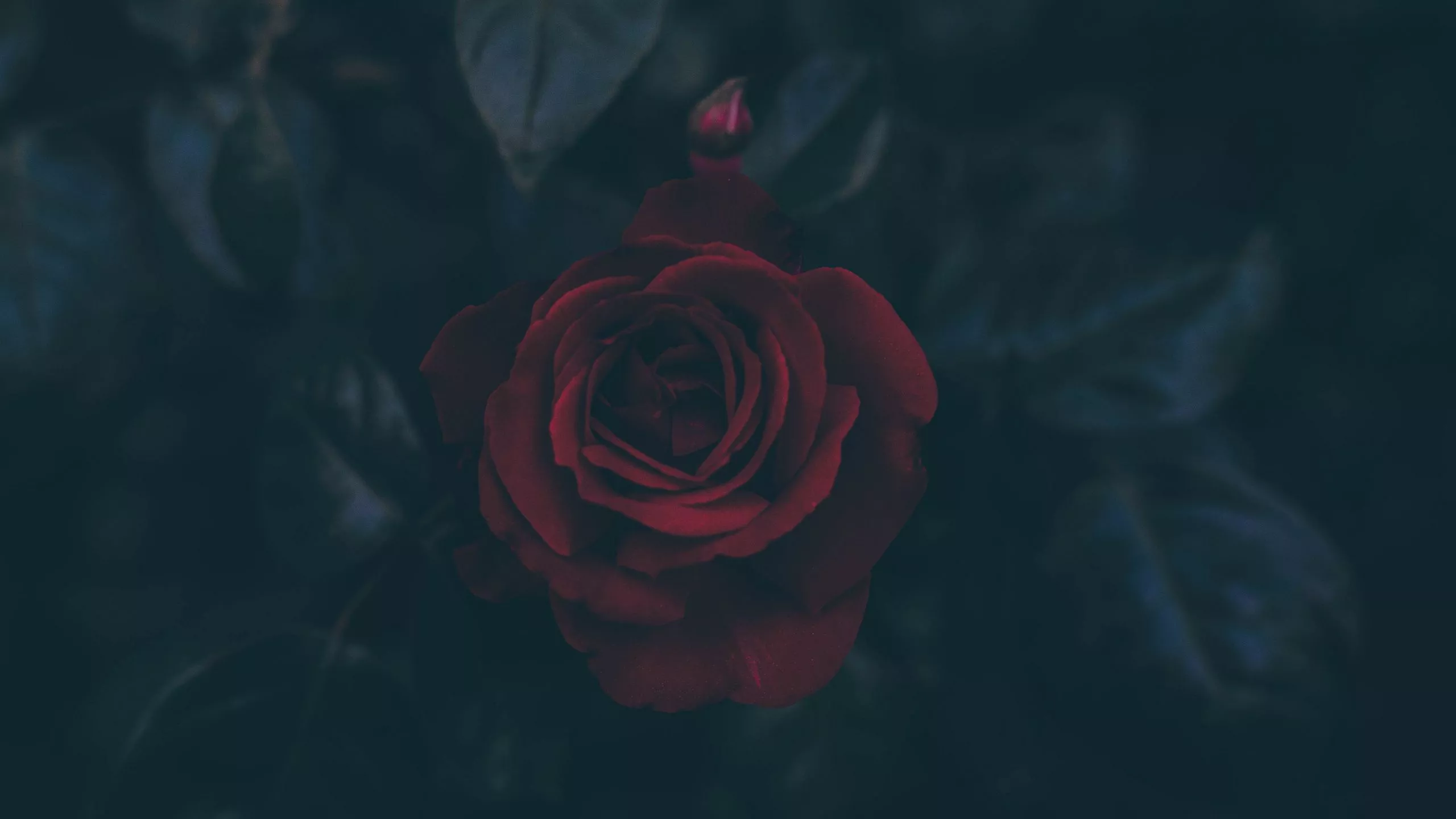 Download wallpaper 2560x1440 rose, bud
