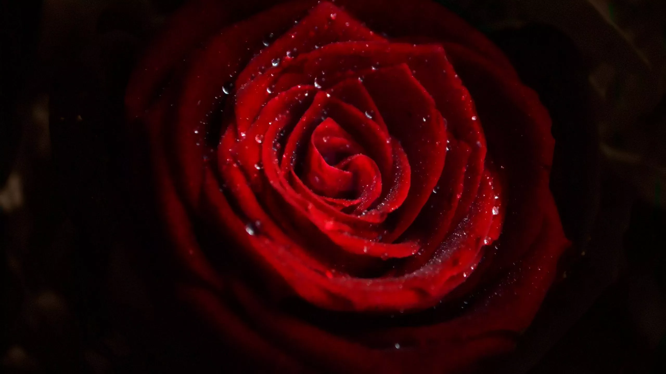 Water drops on red rose 2560x1440