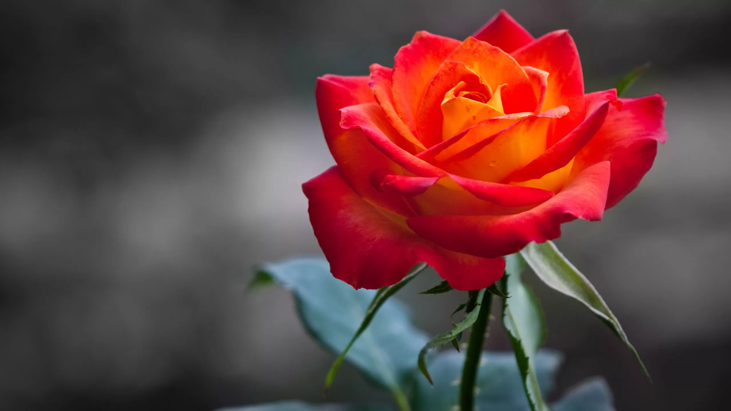 Orange Rose Wallpaper