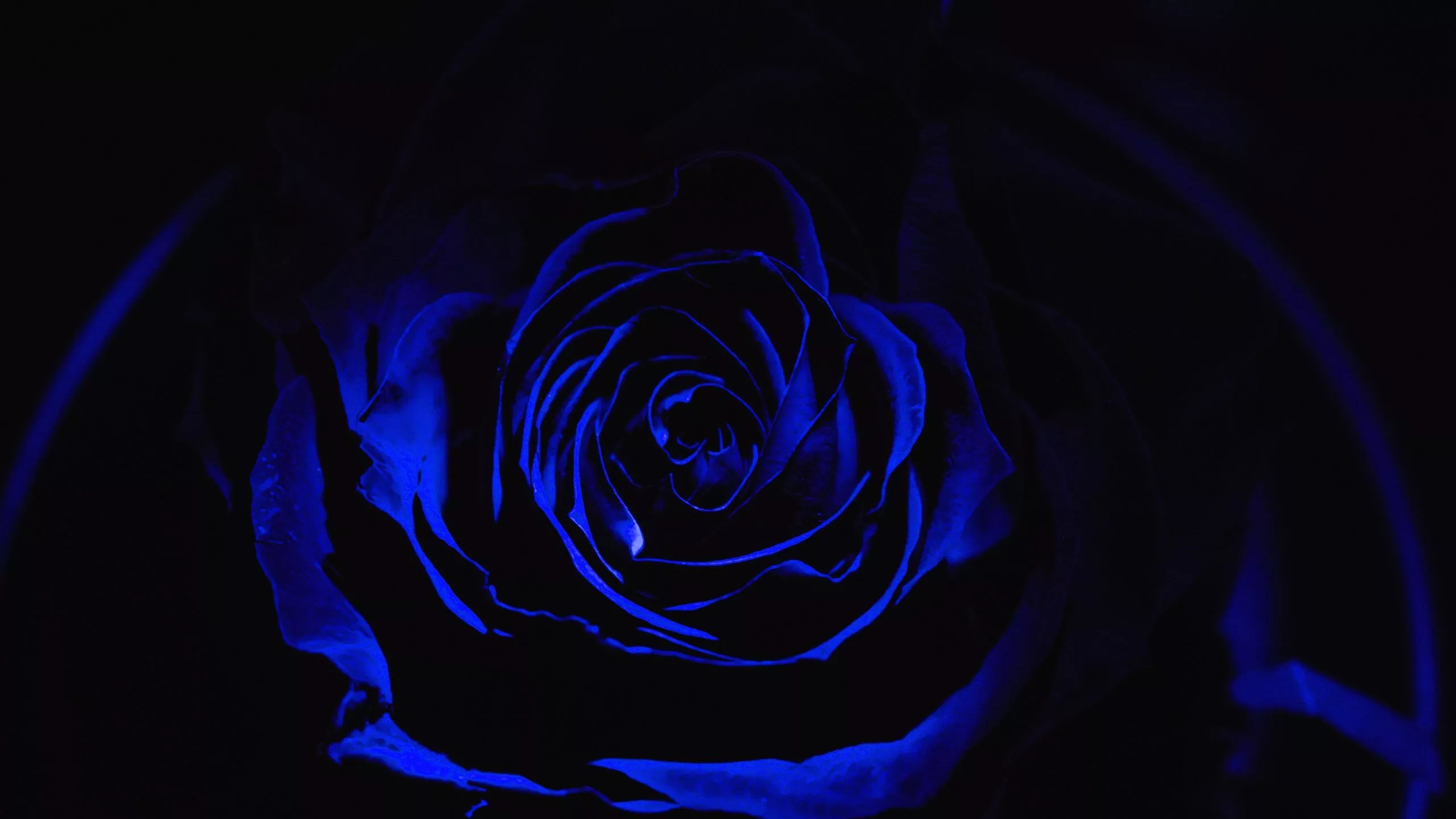 Download wallpaper 2560x1440 rose, blue