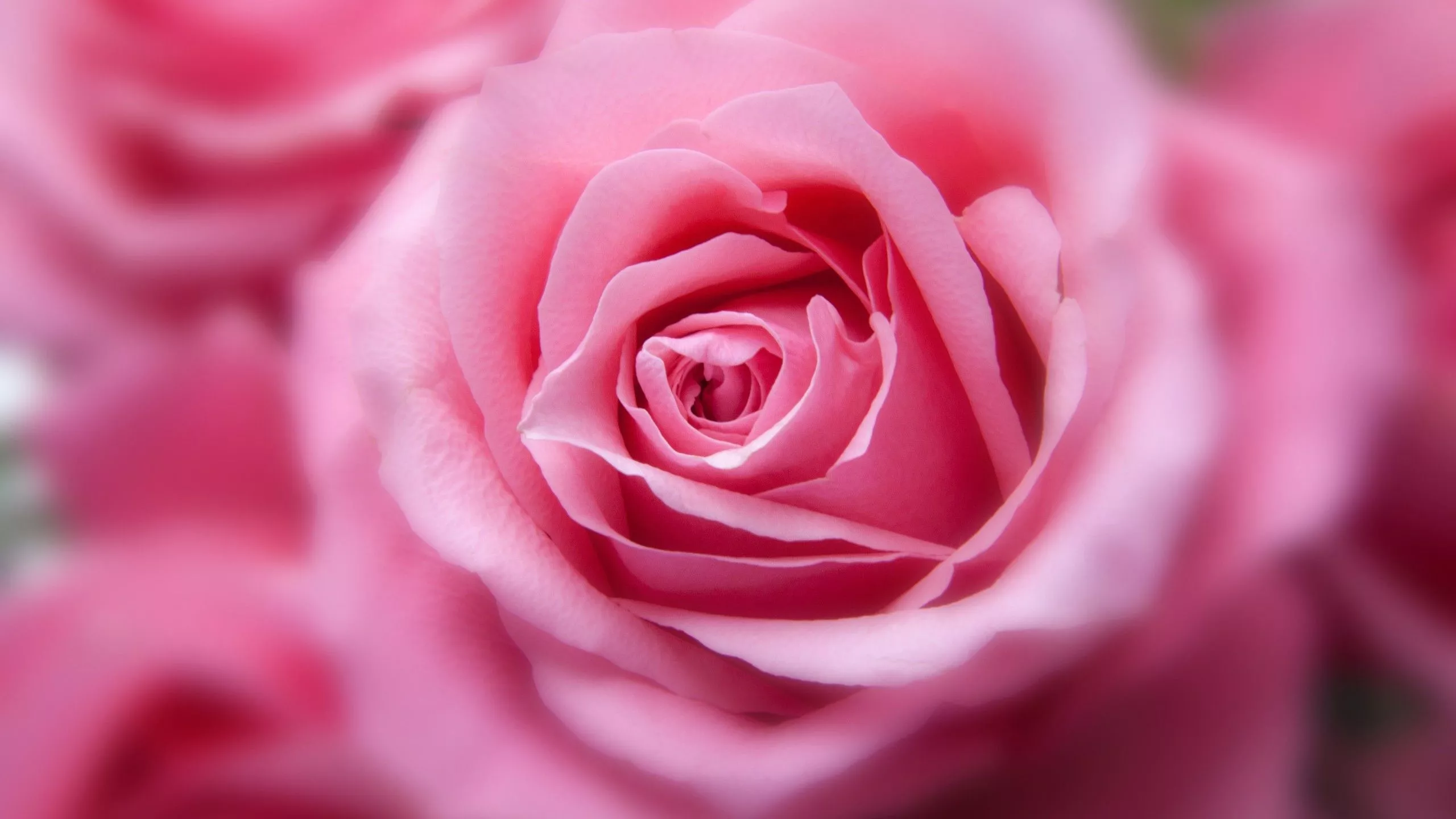 Pink Rose 4K Wallpaper. HD Wallpaper