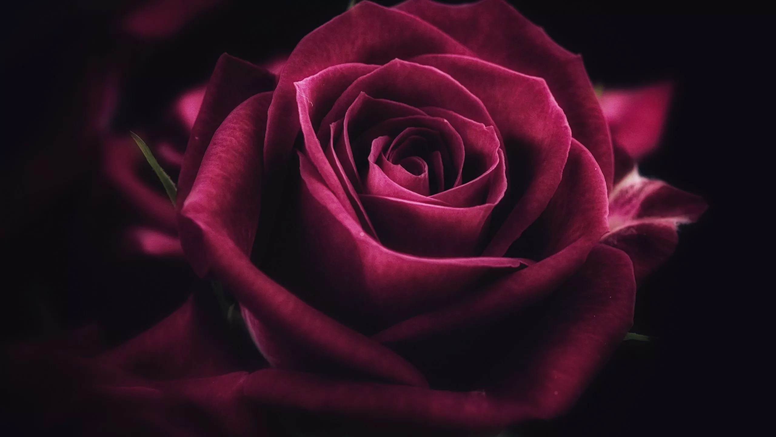 Download wallpaper 2560x1440 pink rose