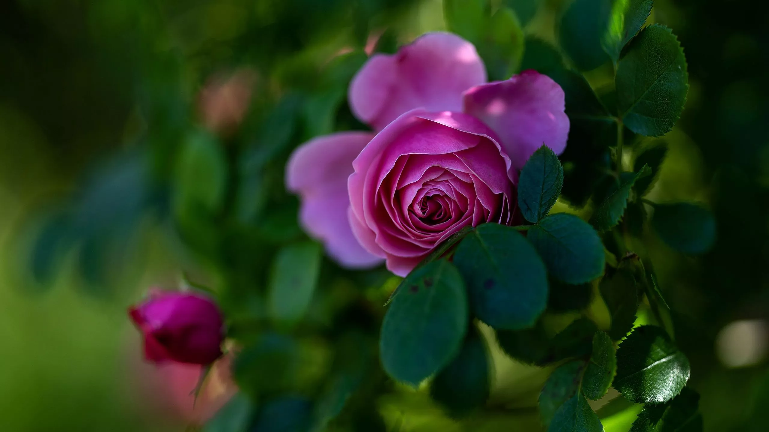 Wallpaper flower, leaves, pink, rose