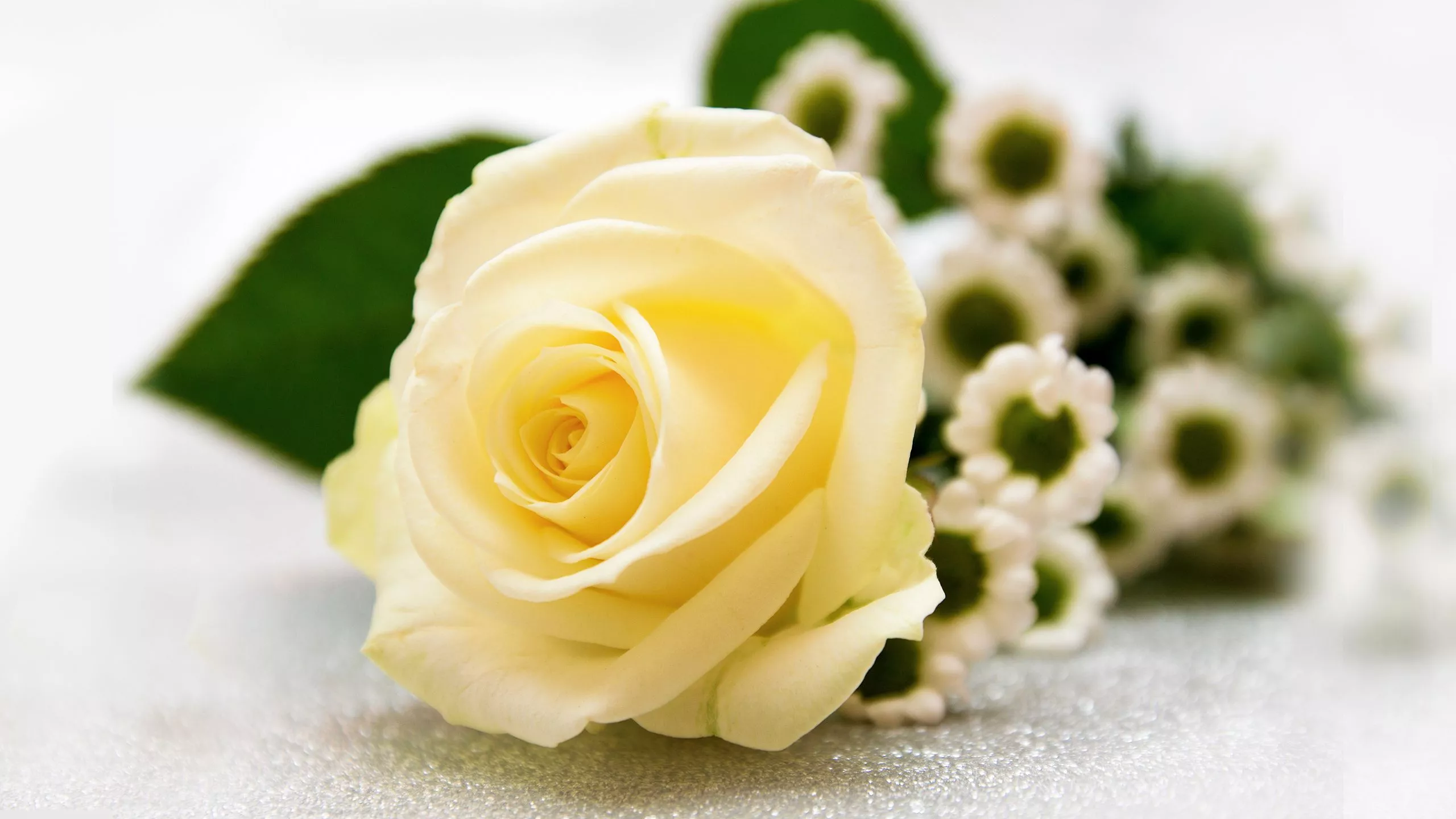 Vanilla Rose 2K Wallpaper x 1440