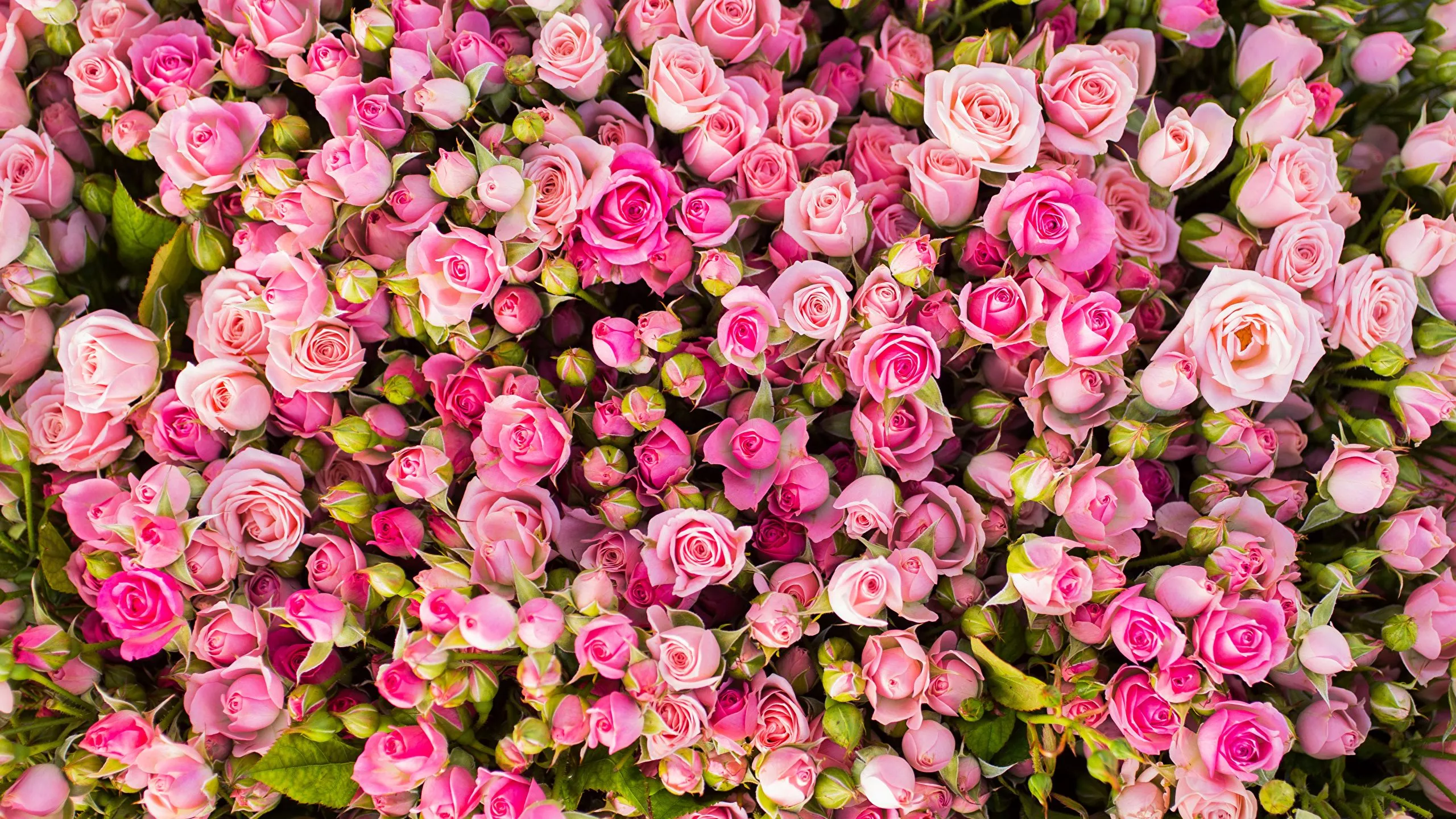 rose Pink color Flowers Many 2560x1440