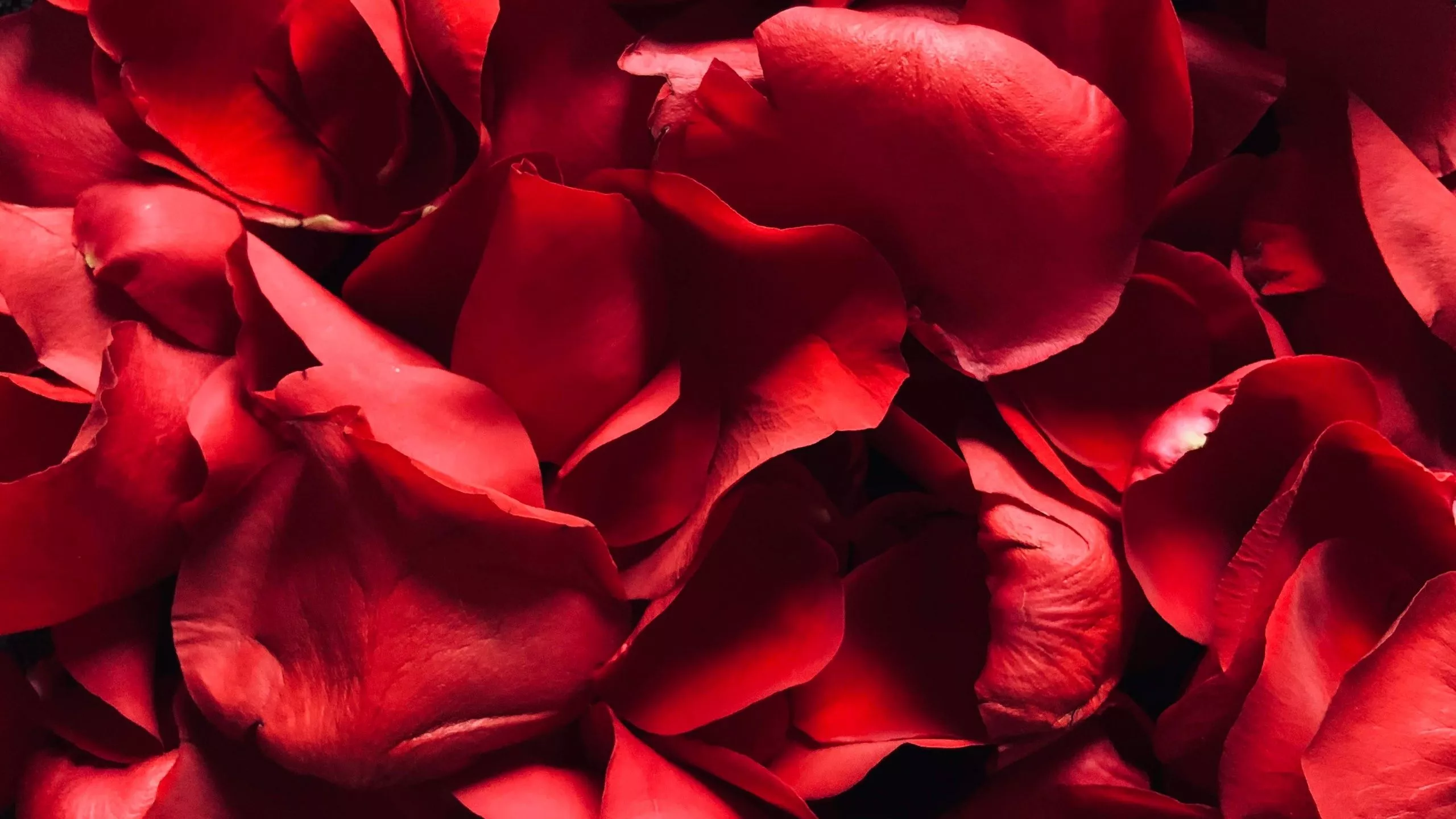 Red Rose Wallpaper 4K, Rose Petals, Floral