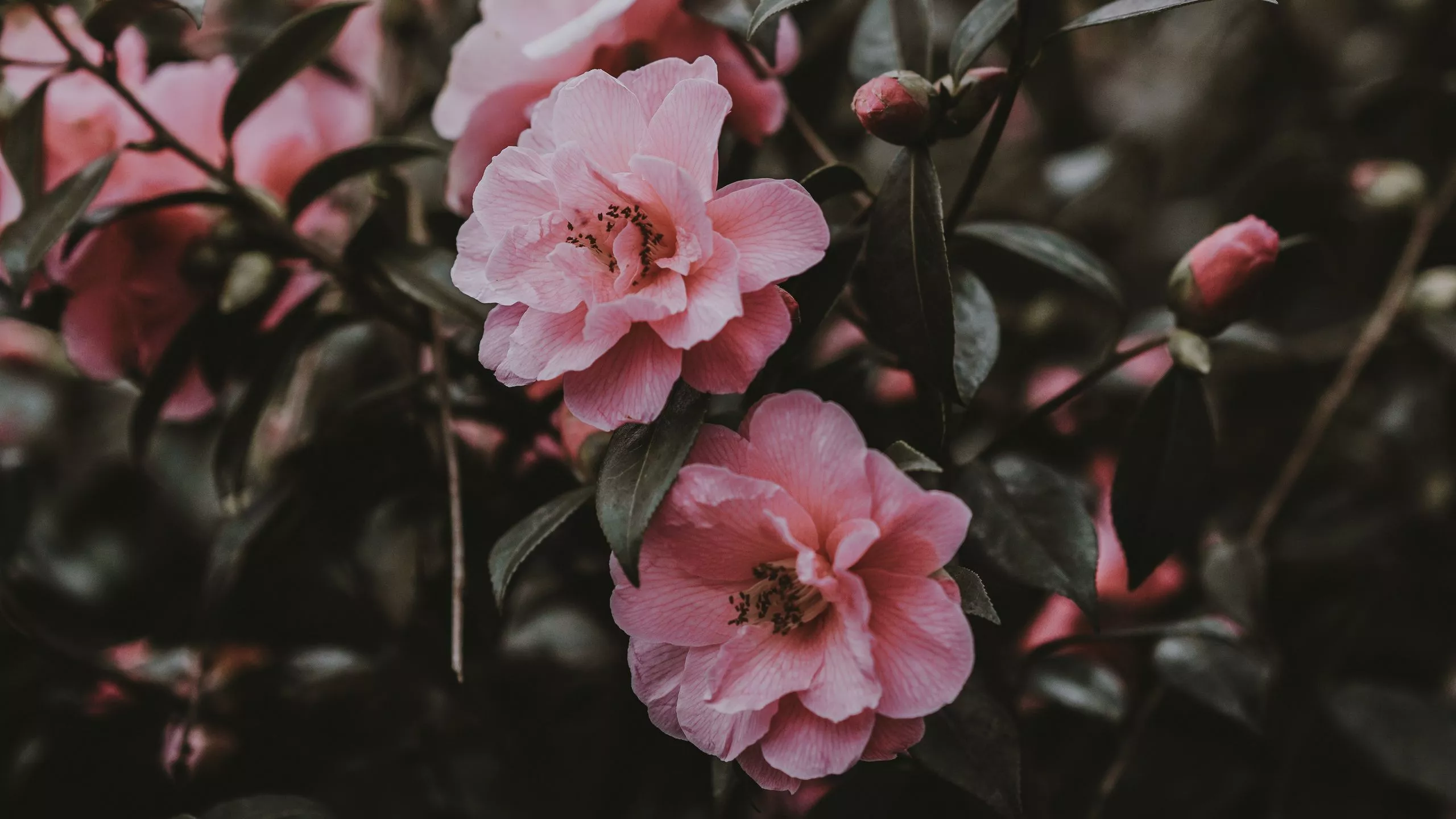 Download wallpaper 2560x1440 wild rose