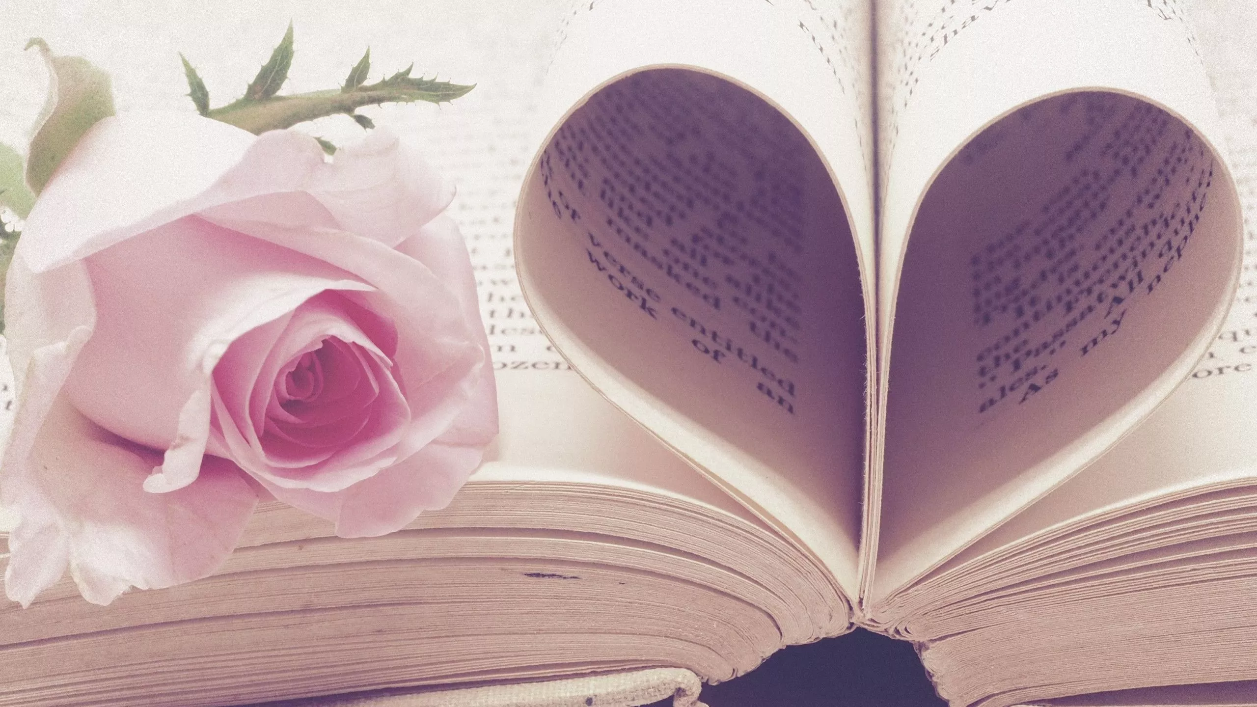 Download wallpaper: Rose flower