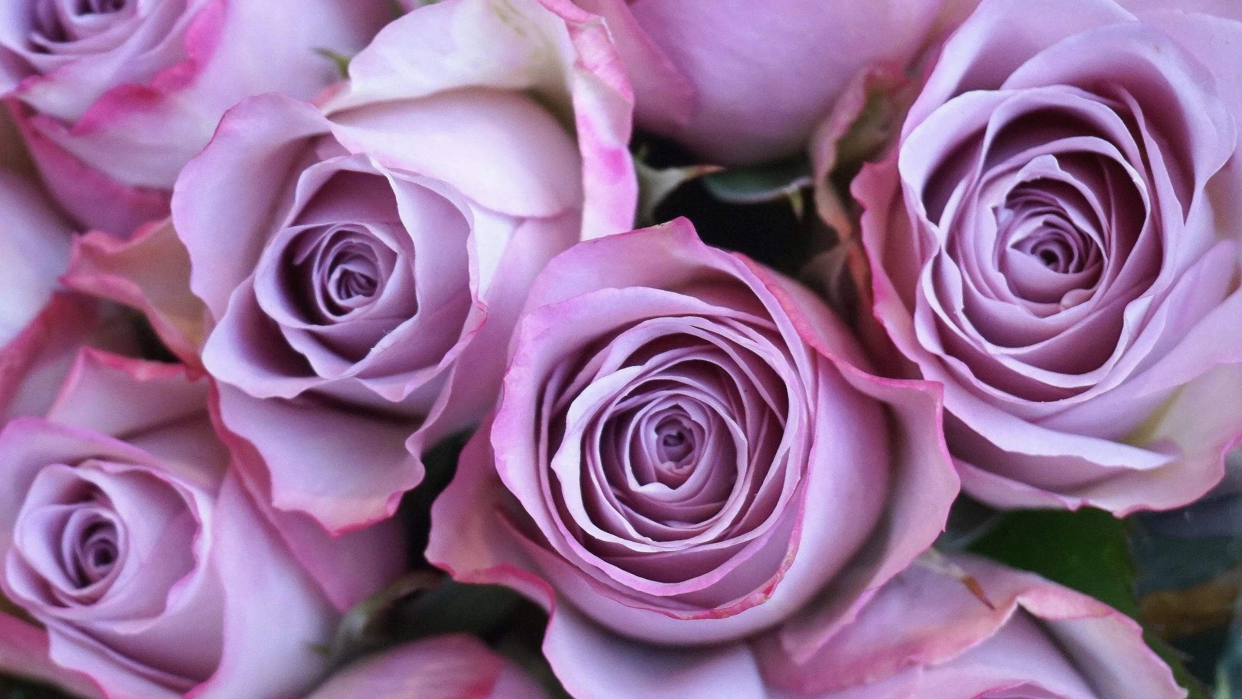 Download wallpaper 2560x1440 purple