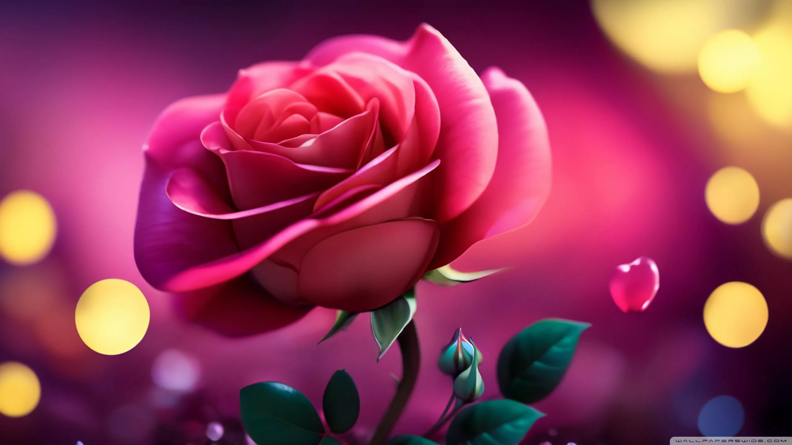 Pink Rose in Bloom Ultra HD Wallpaper