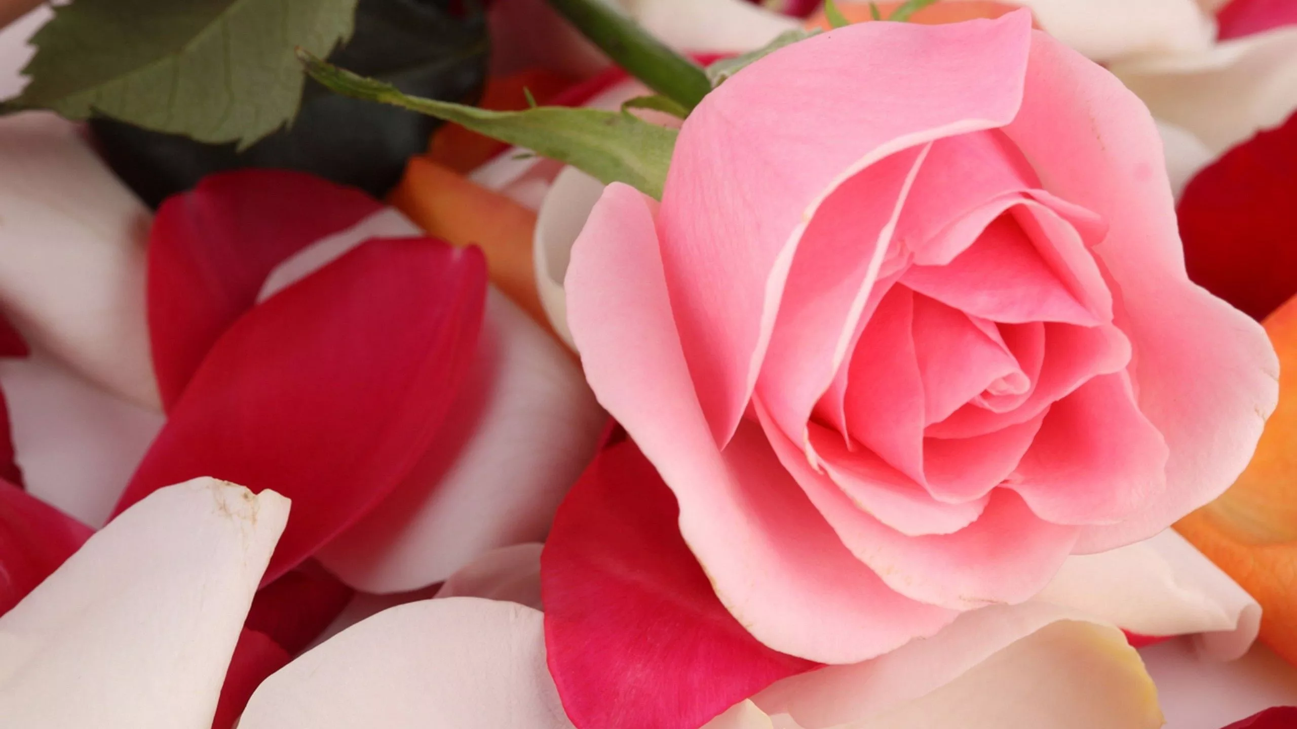 Pink Rose Beautiful Wallpaper. HD