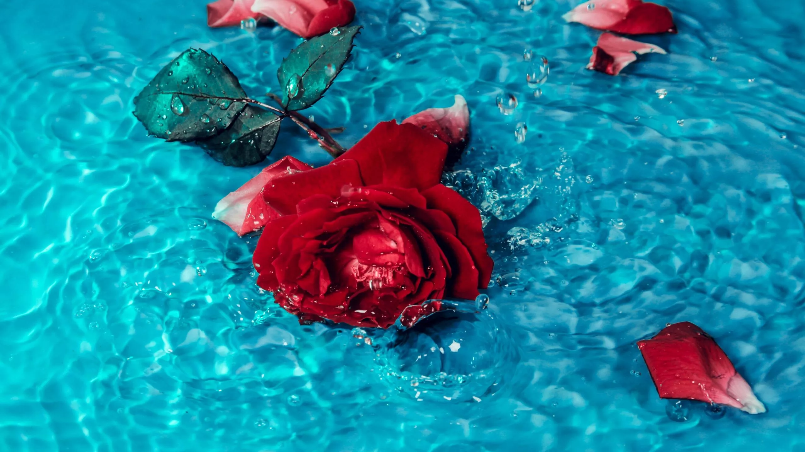 Red Rose Wallpaper 4K, Rose flower
