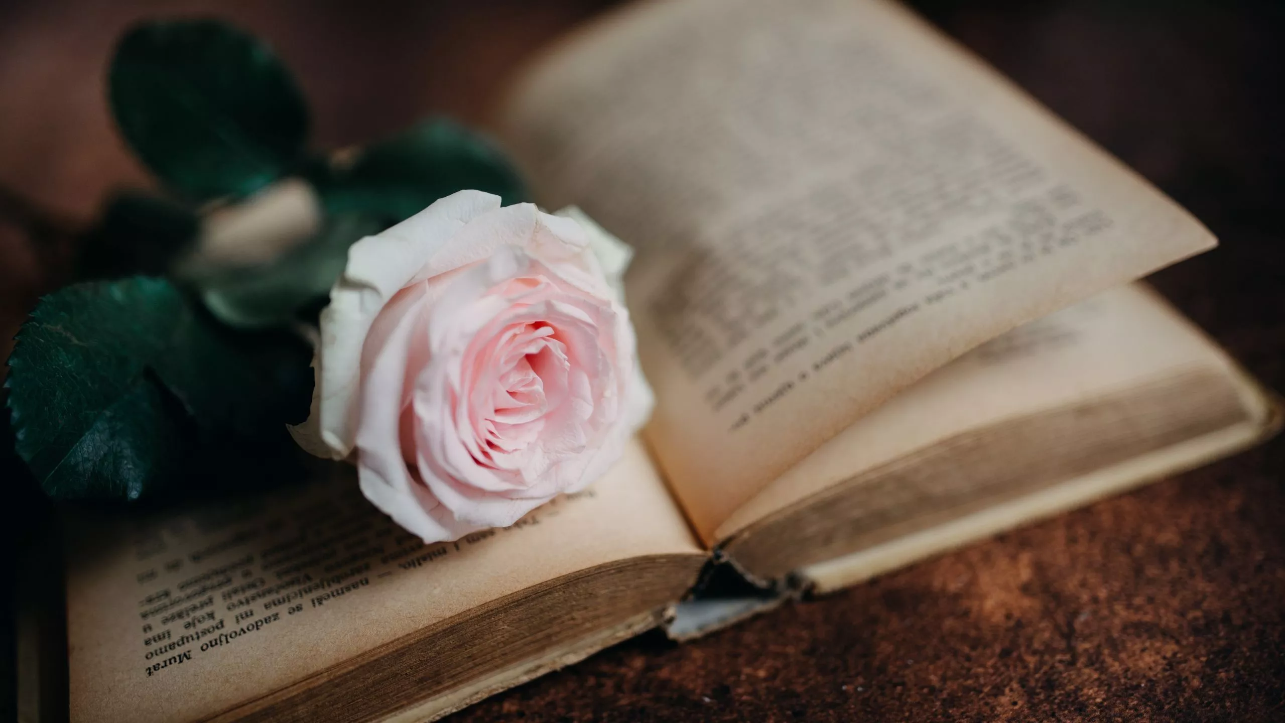 wallpaper 2560x1440 rose, flower, book