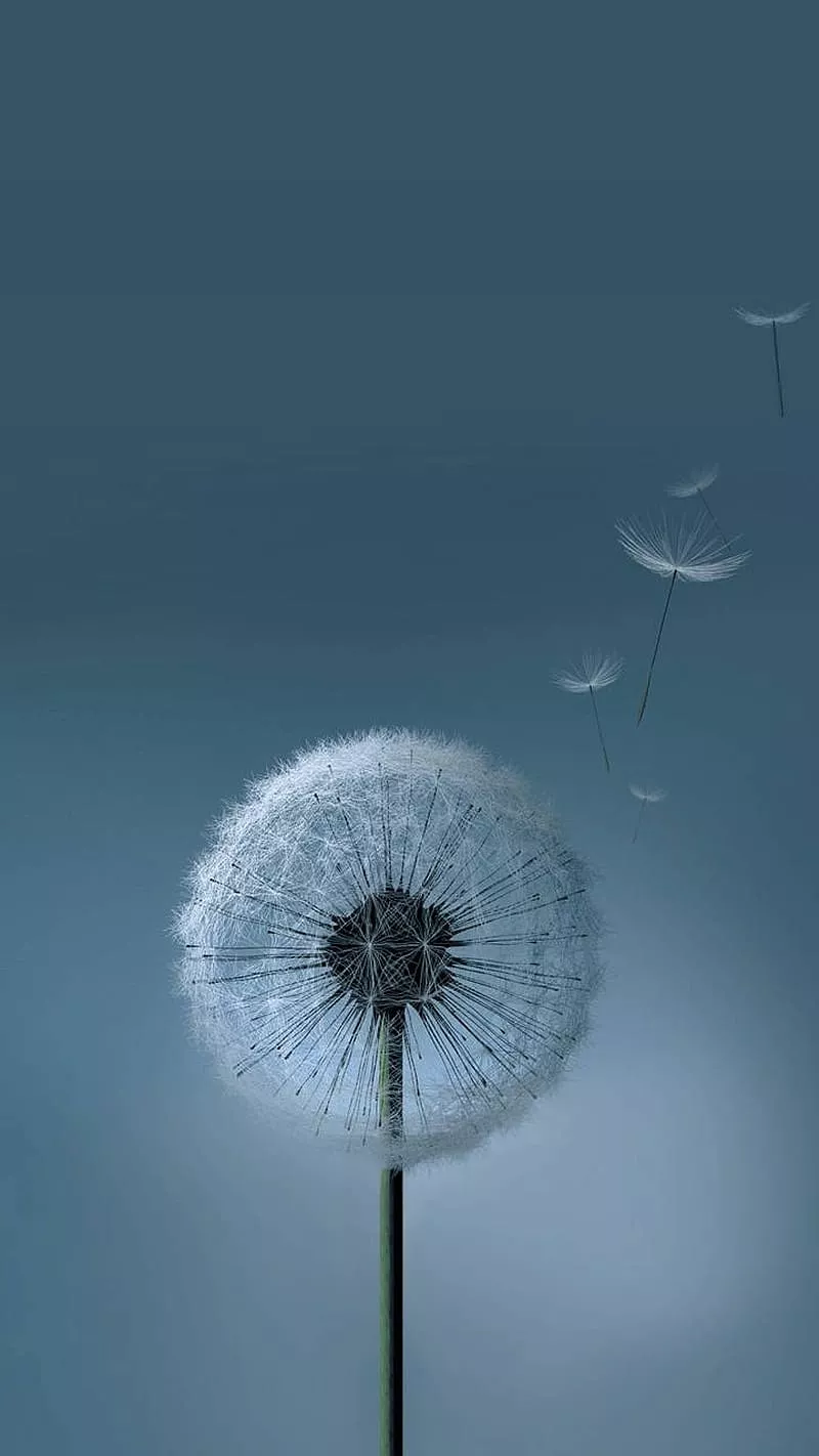 HD dandelion samsung wallpaper