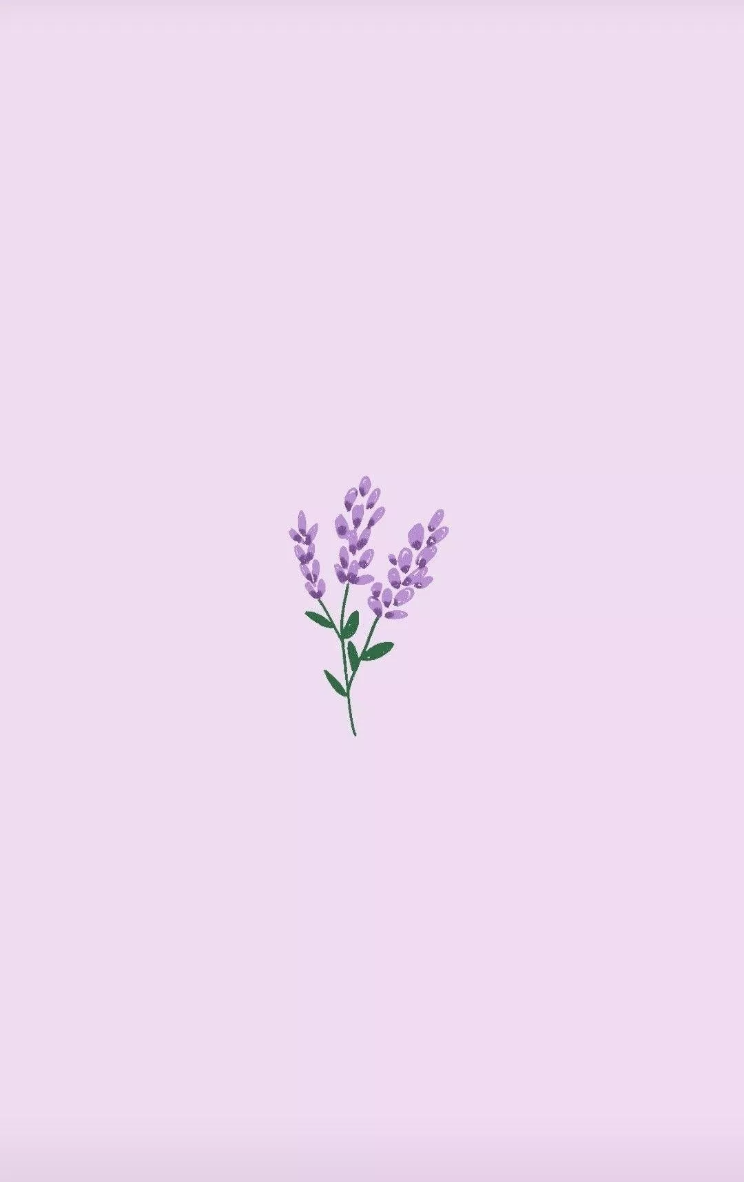 English Lavender On Light Purple