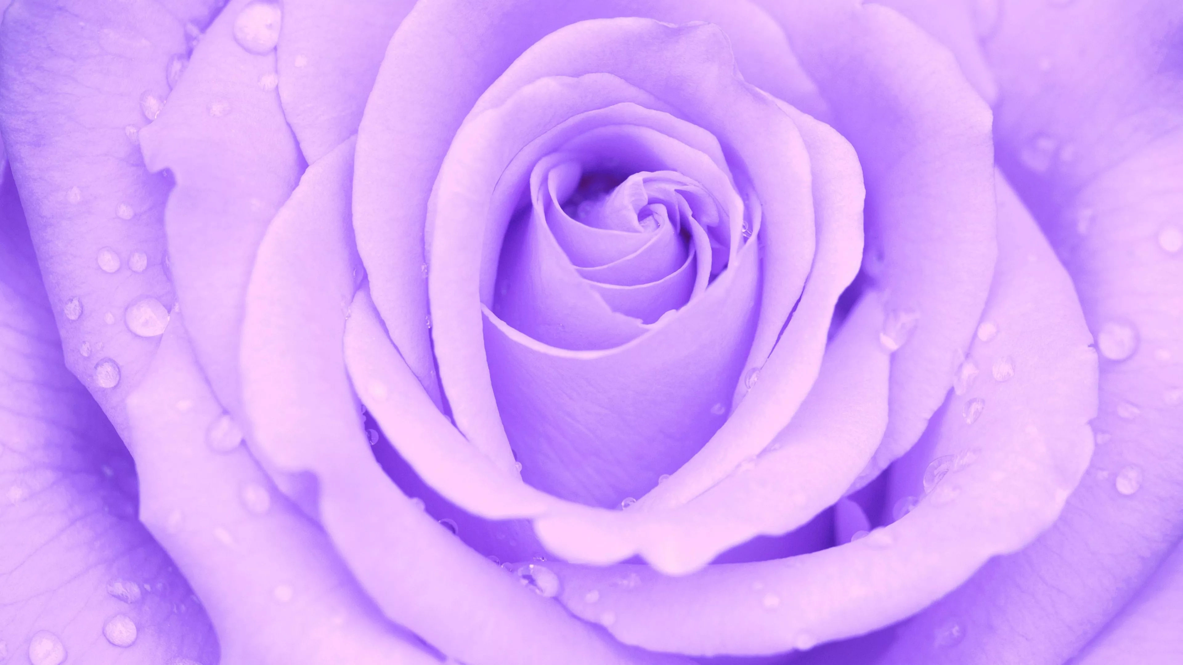 Purple Flower Flower Nature Rose 4k
