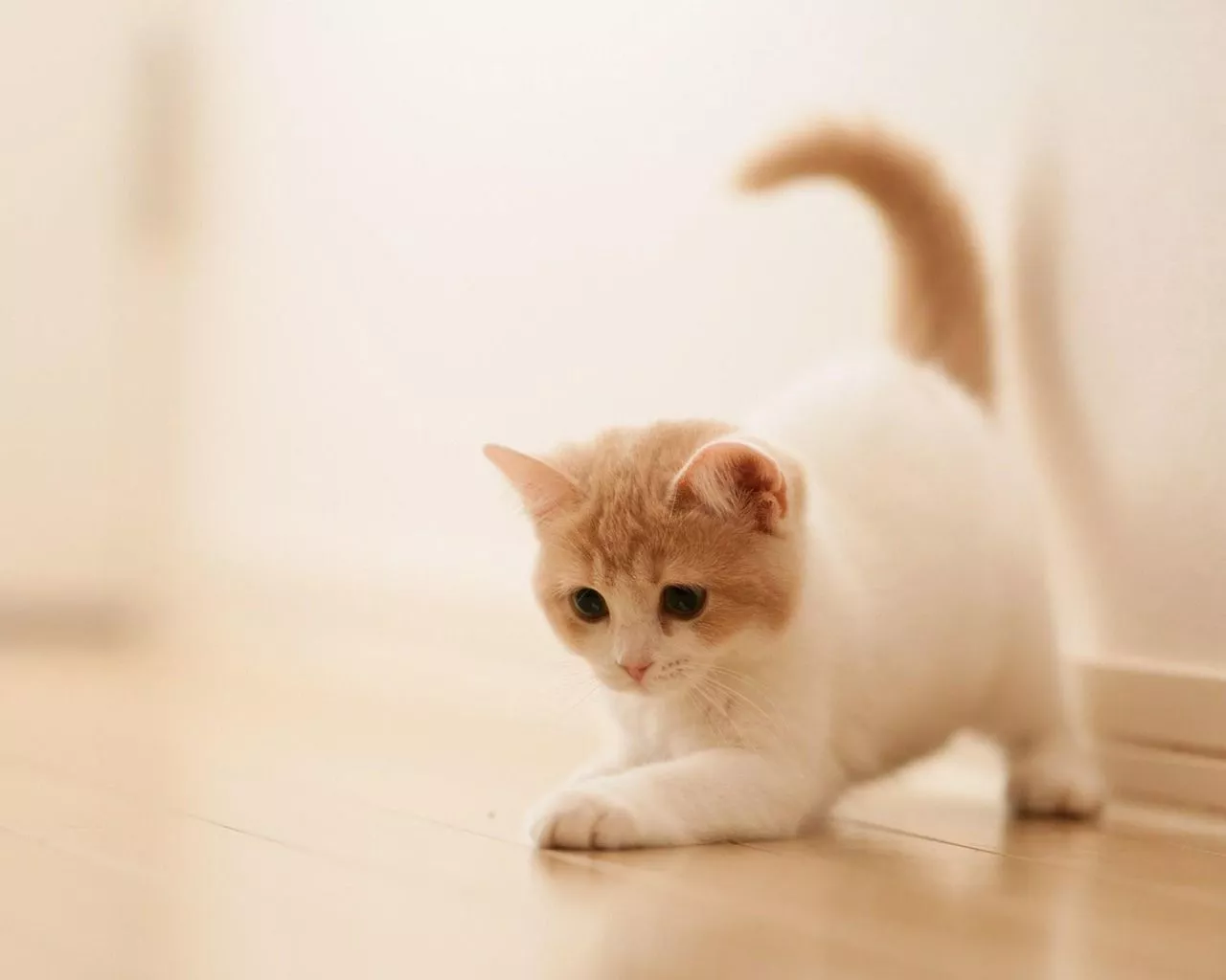 American Shorthair Kitten, Cute, Paws