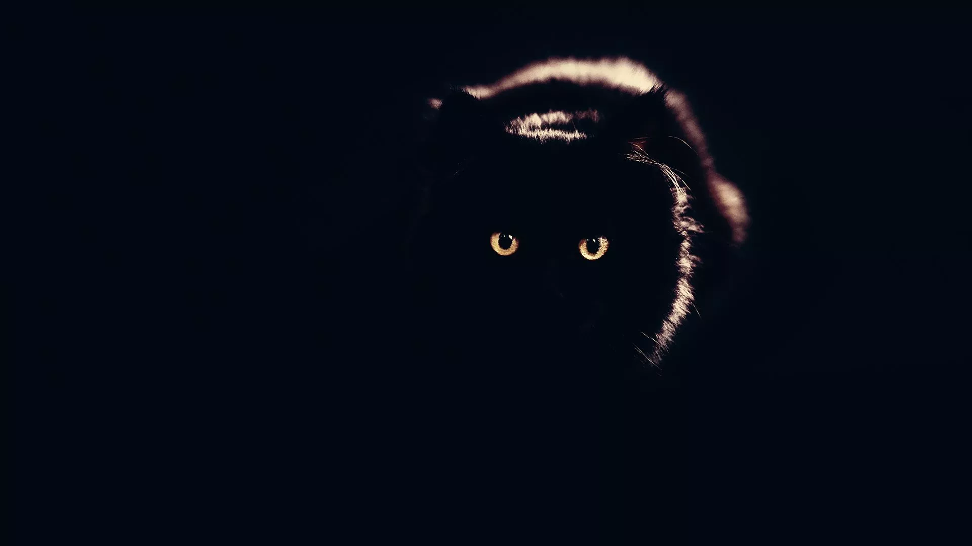 Black Cat Laptop Background