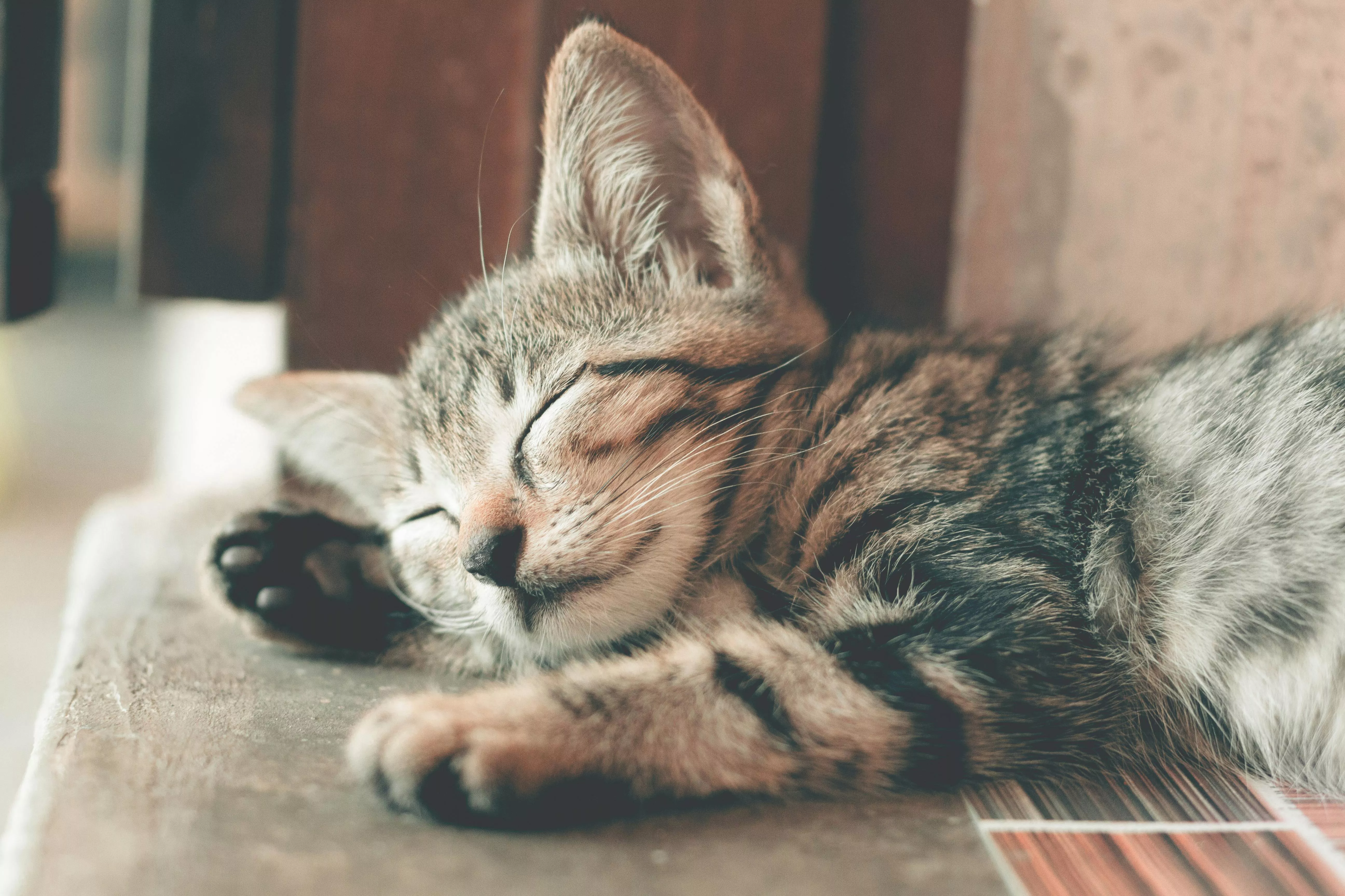 Sleeping Cat Photo, Download The BEST