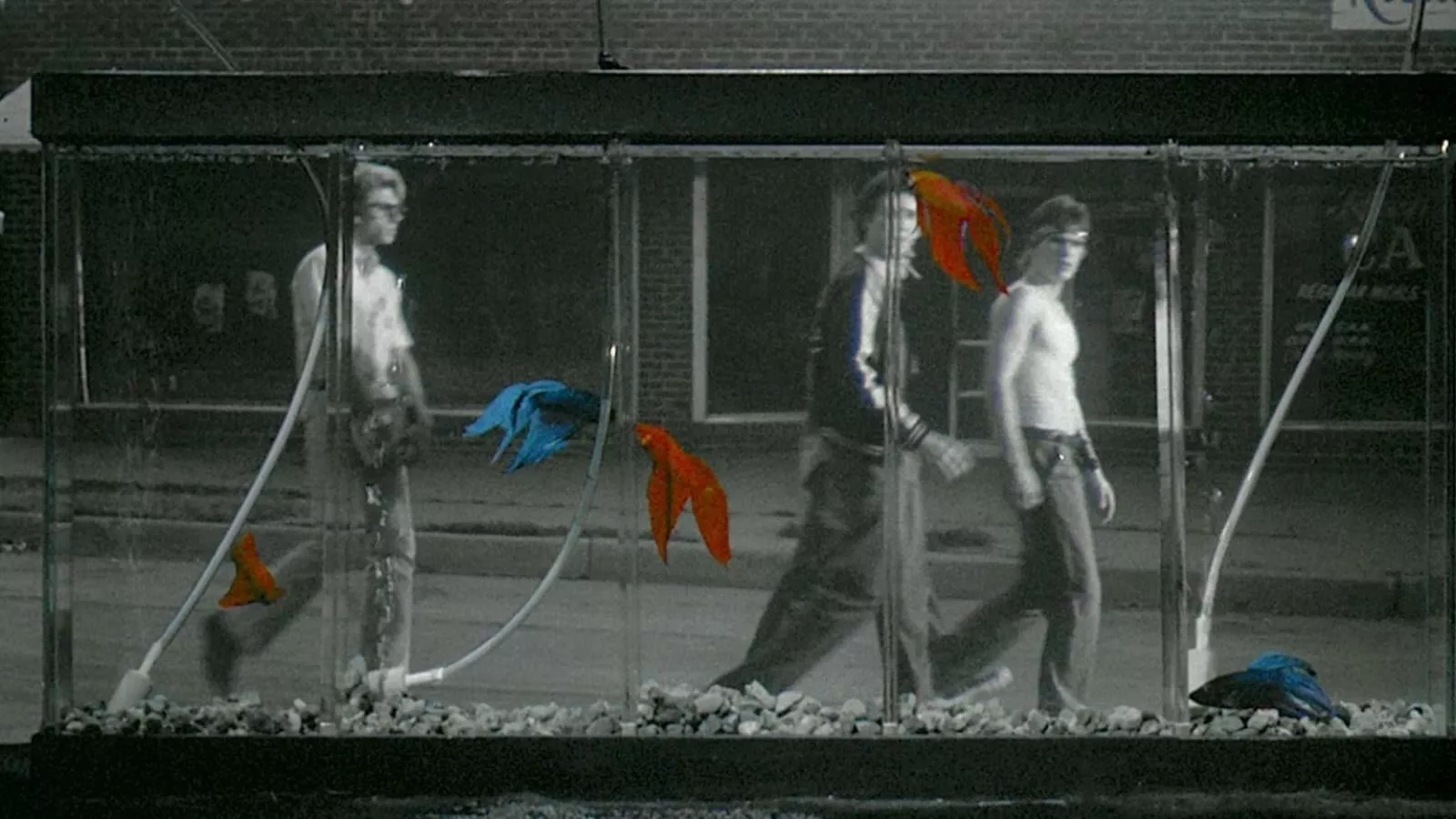 Rumble Fish Review