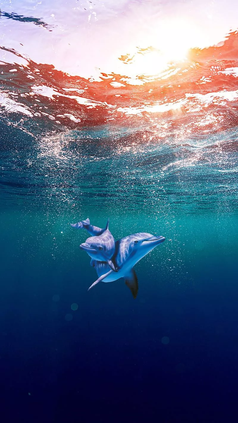 HD dolphin sunset wallpaper