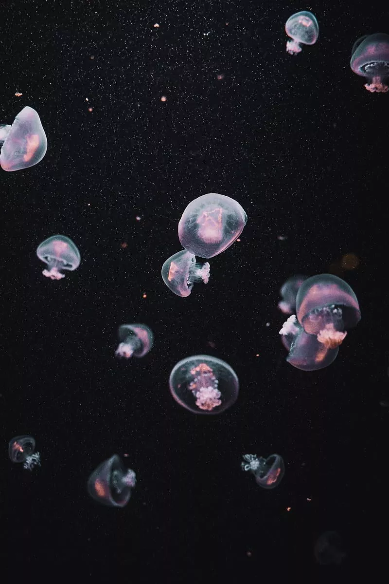 Jellyfish, underwater world, dark