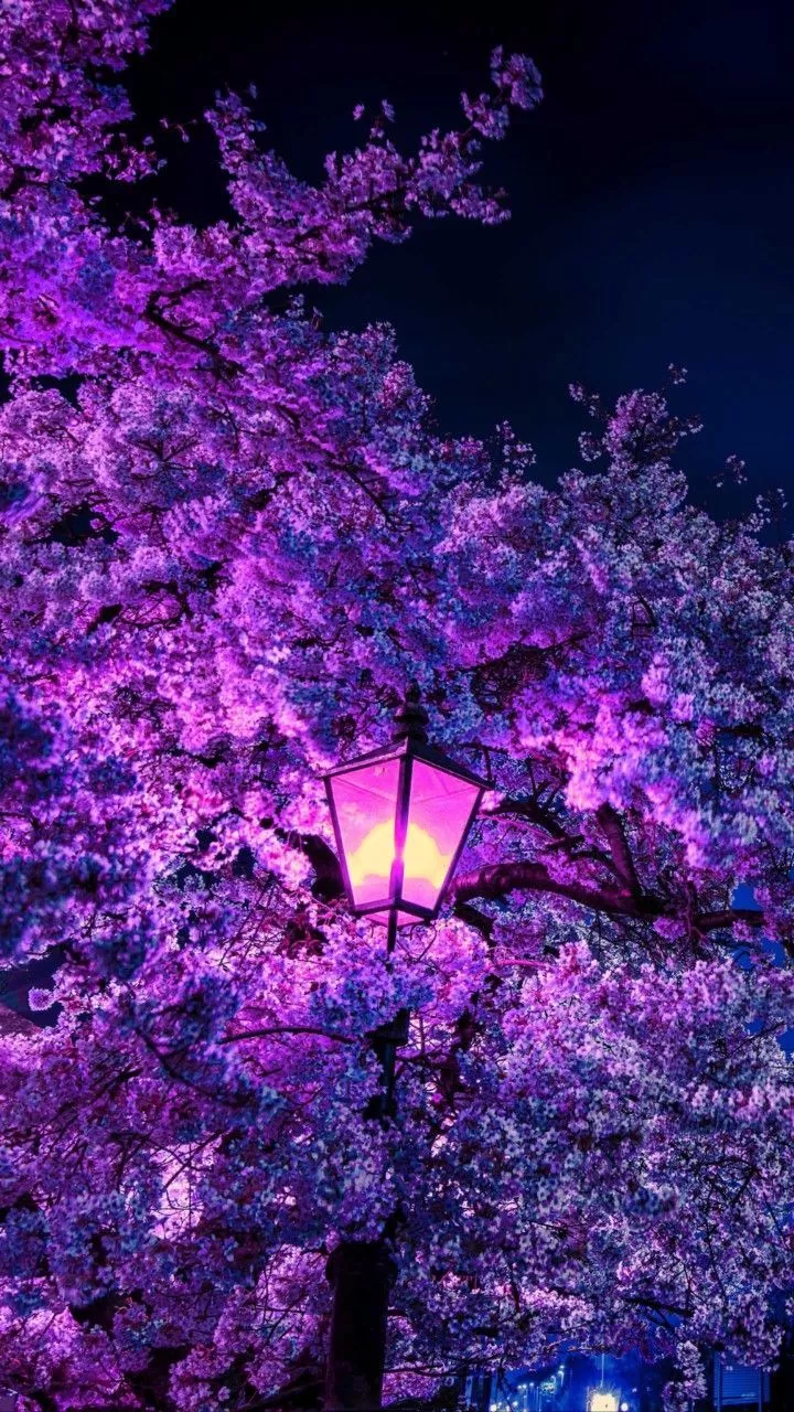 Purple Sakura ｢3｣