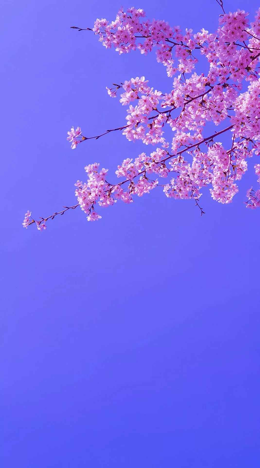Blooming Sakura Purple Sky Wallpaper