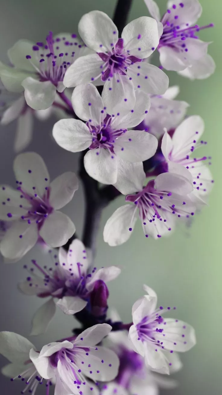 Purple and White Blooming Flowers on Stem