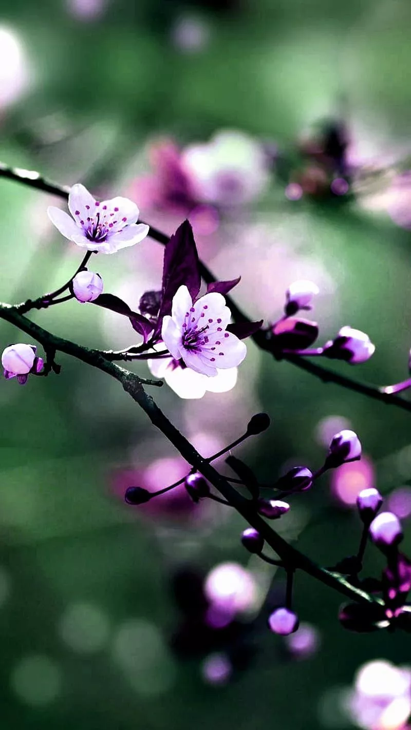 Sakura, purple, HD phone wallpaper