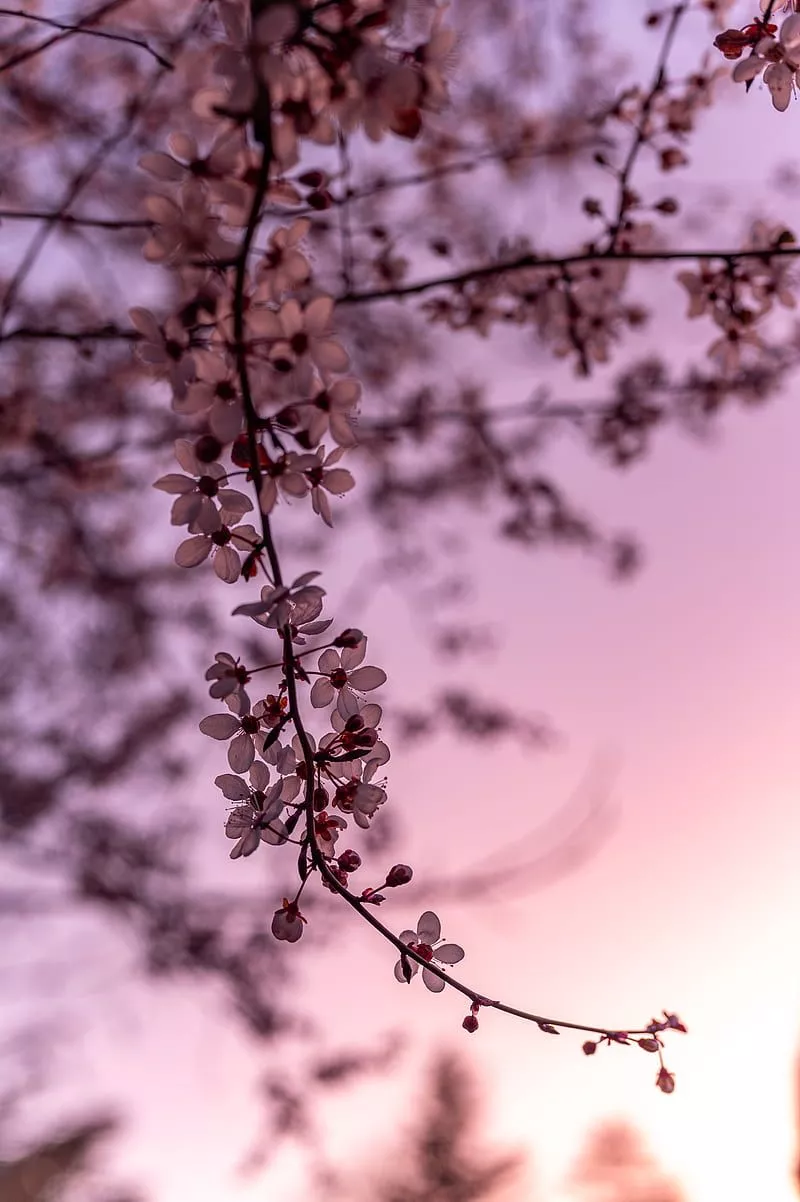 Sakura, cherry, flowers, branch, spring
