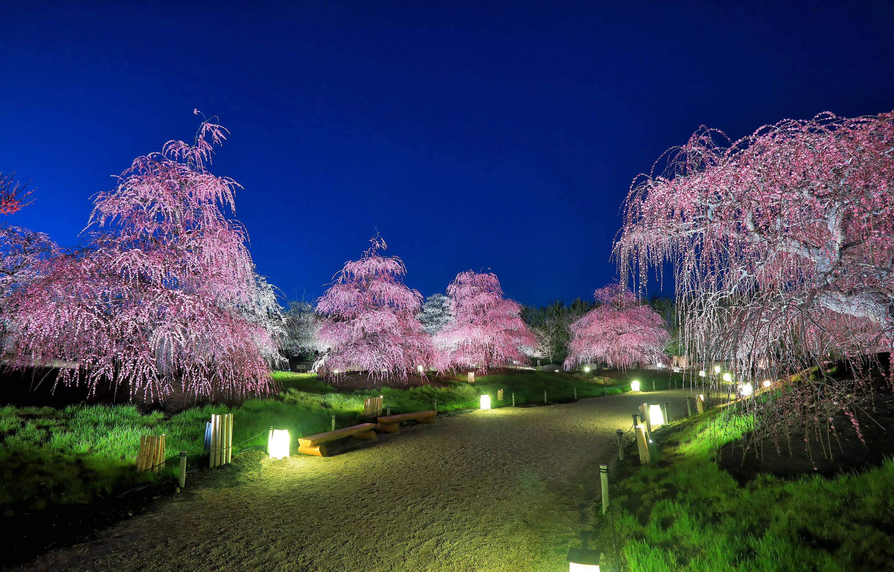 park Street lights Flowering 3000x1920