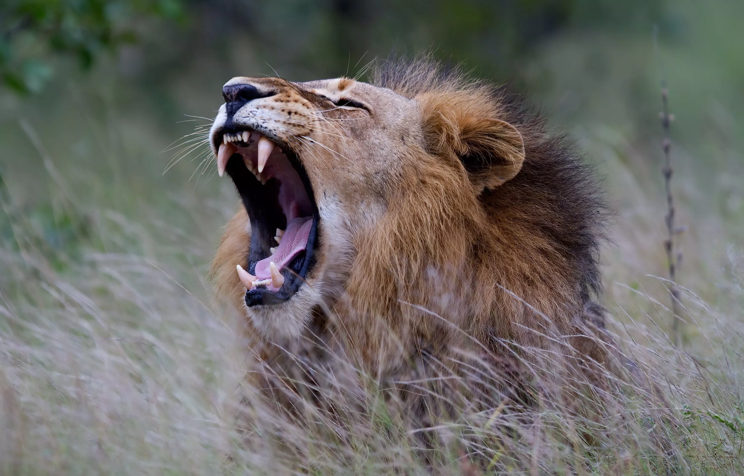 Download Animal Lion HD Wallpaper