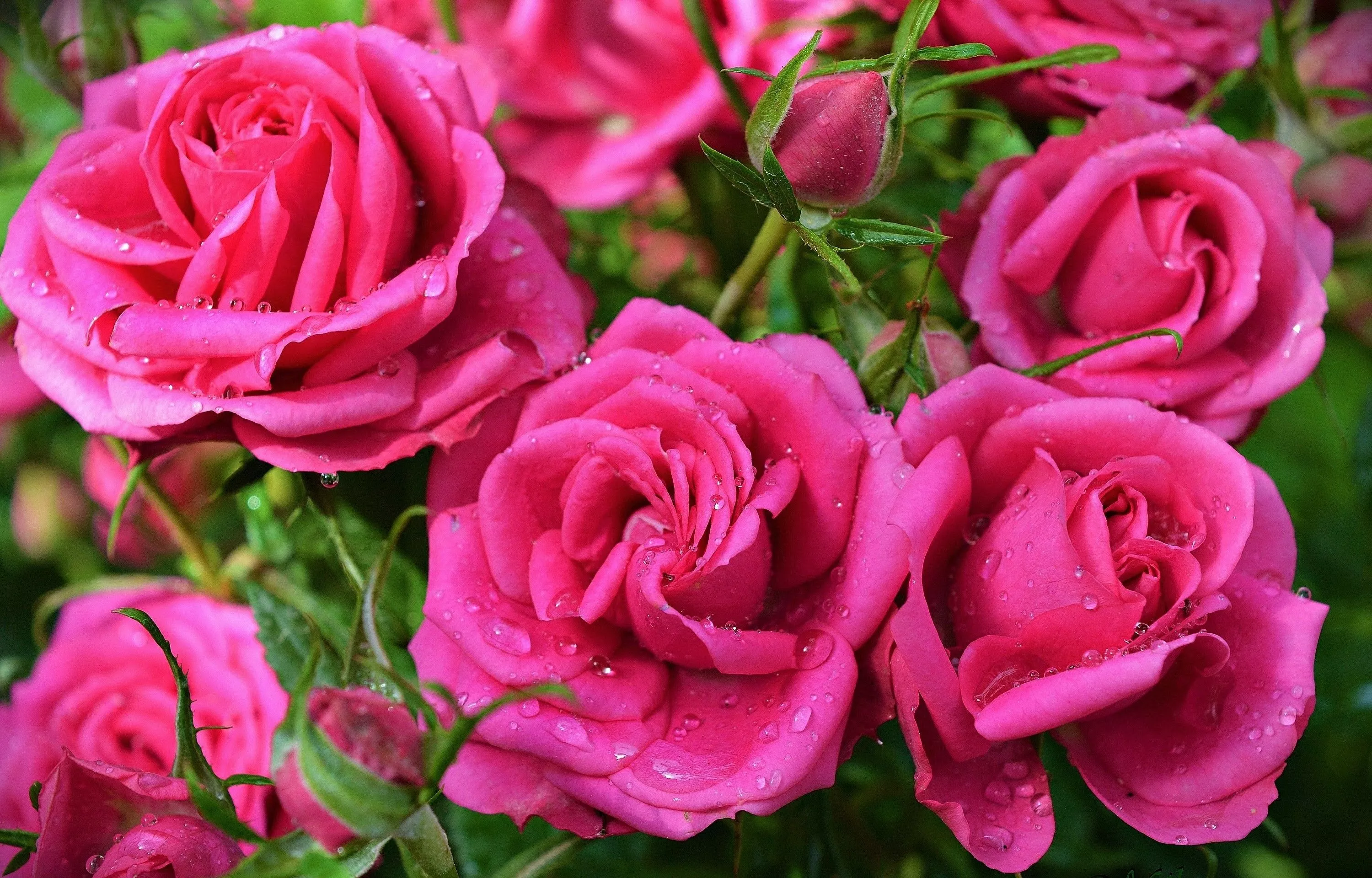 Pink Flower Flower Nature Rose HD Wallpaper