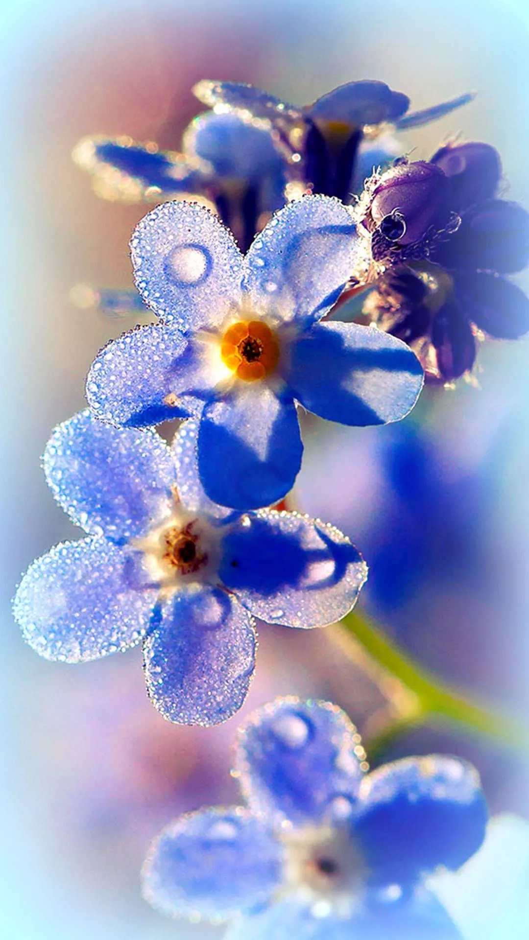 Dreamy Blooms Of Blue Forget Me Not