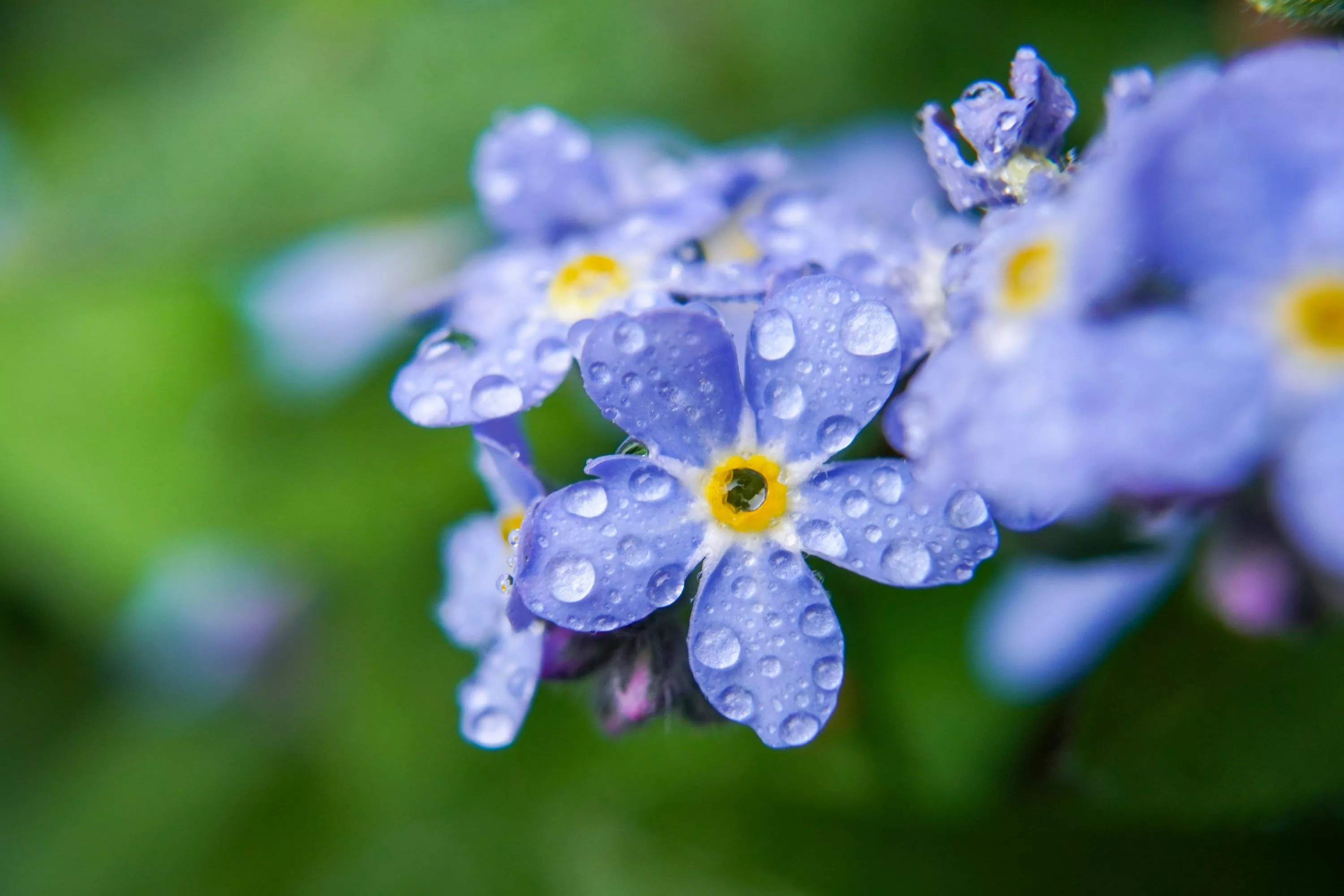 Forget Me Not Flowers Picture
