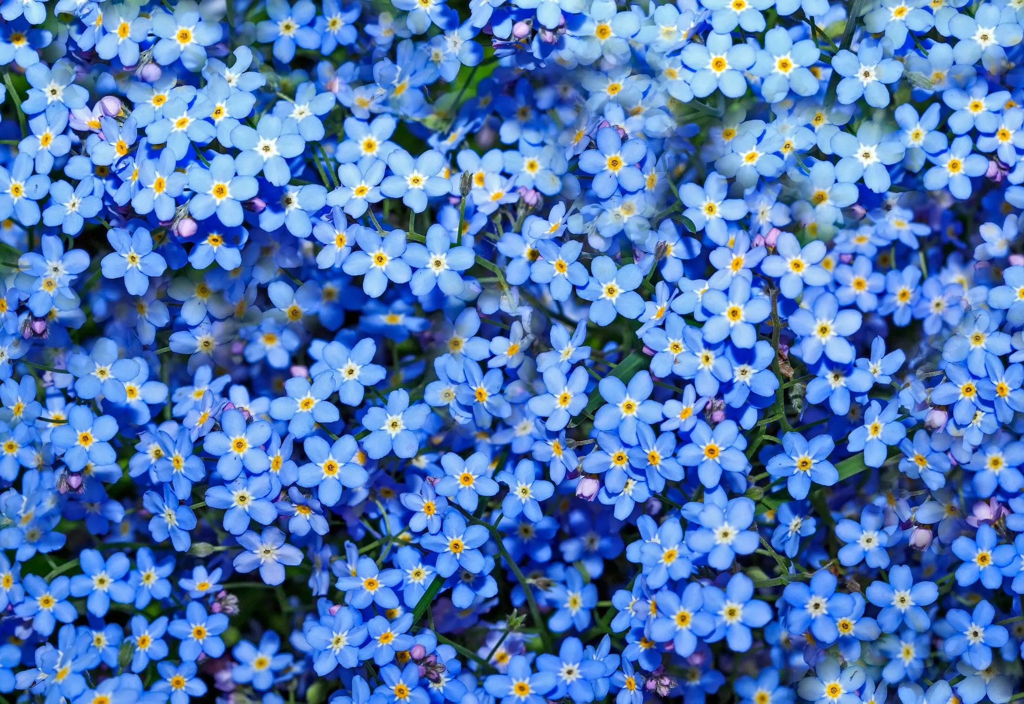Download Nature Forget Me Not HD Wallpaper