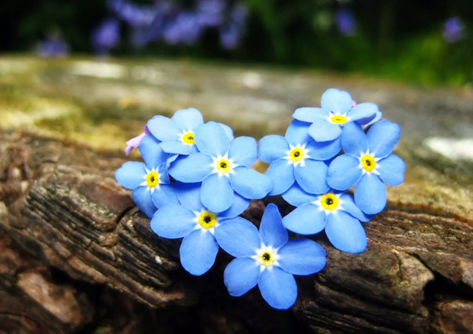 Forget Me Not Flower Picture