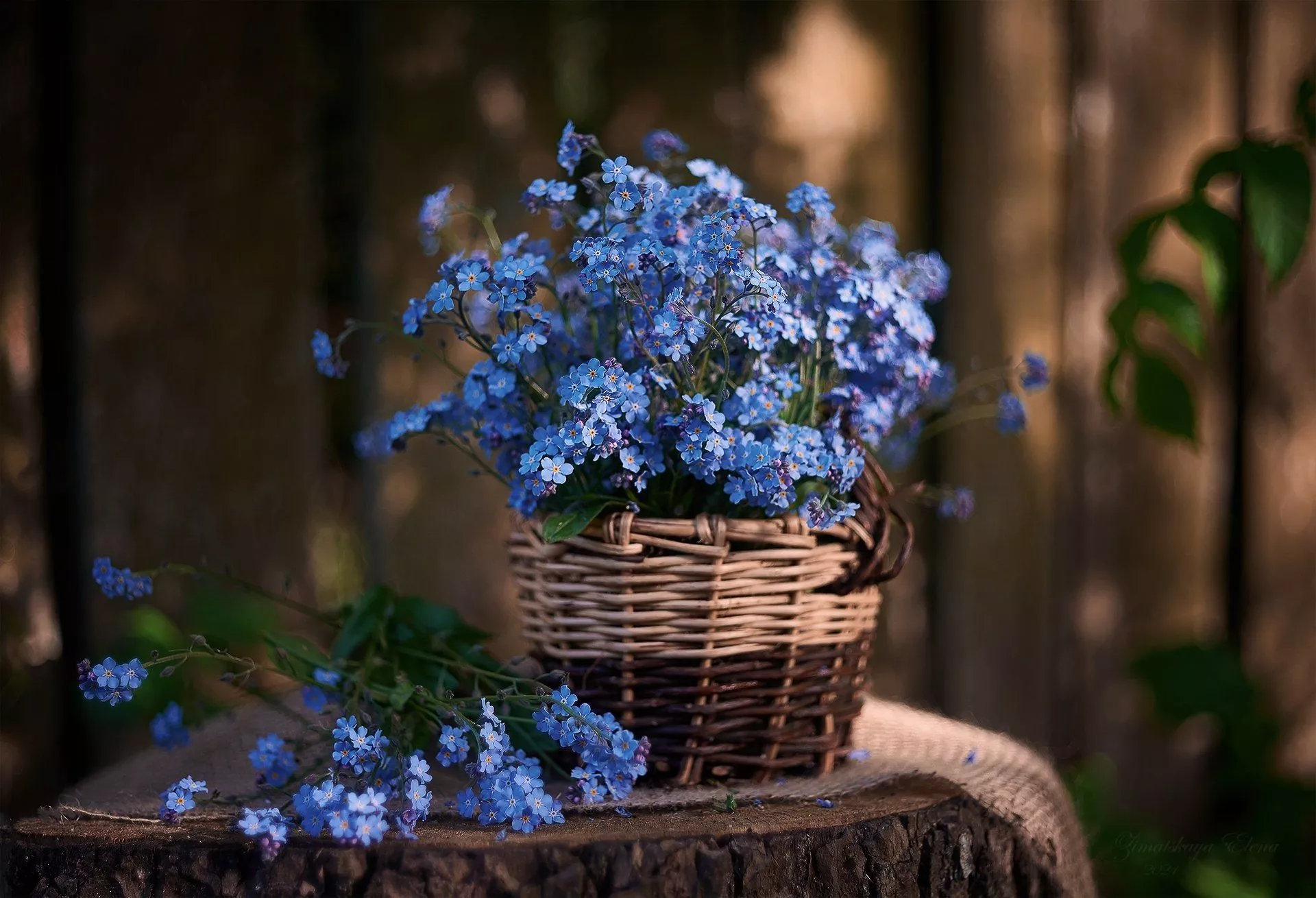 Forget Me Not Man Made Flower HD Wallpaper