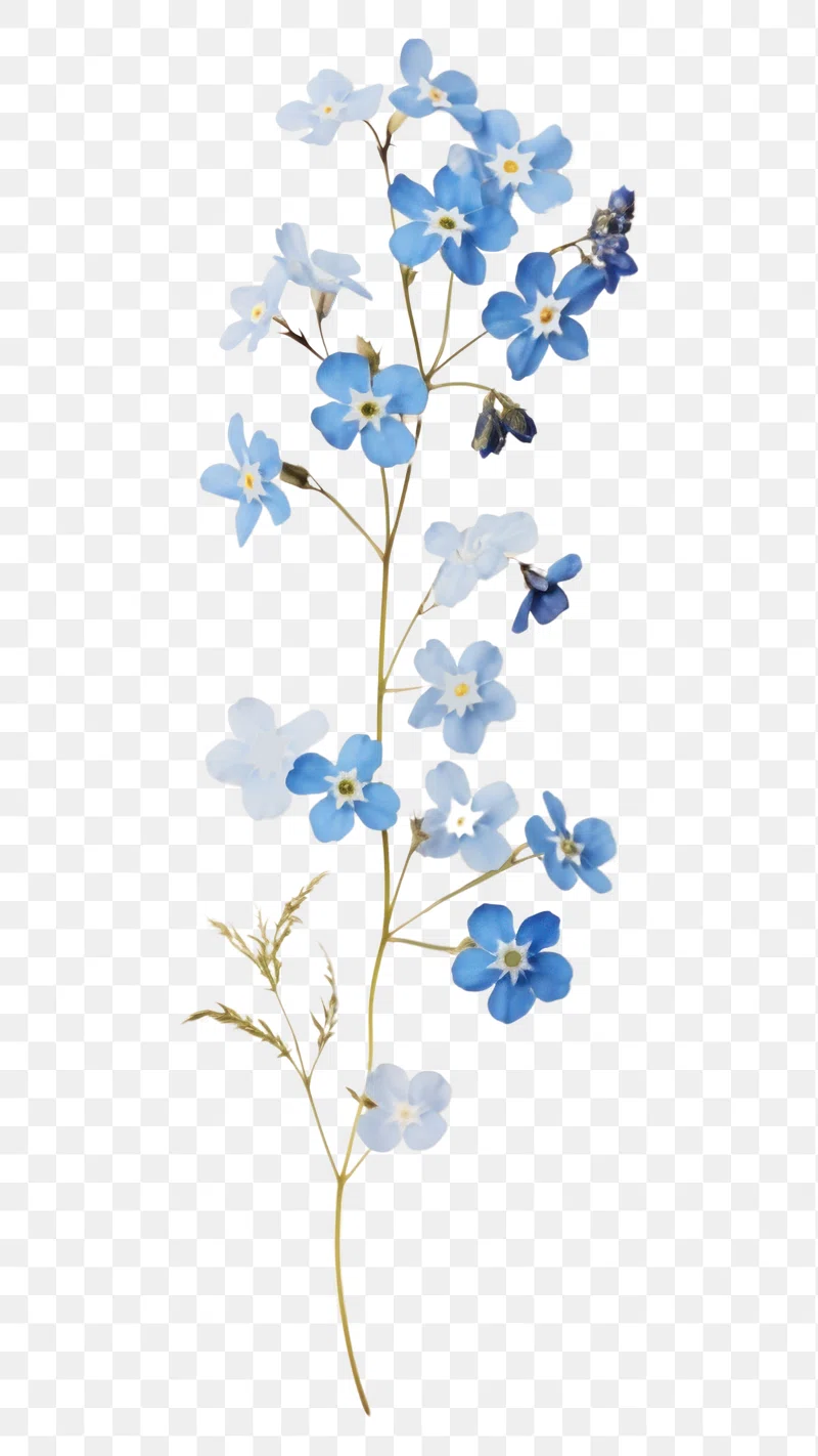 Forget Me Not Flower Image. Free