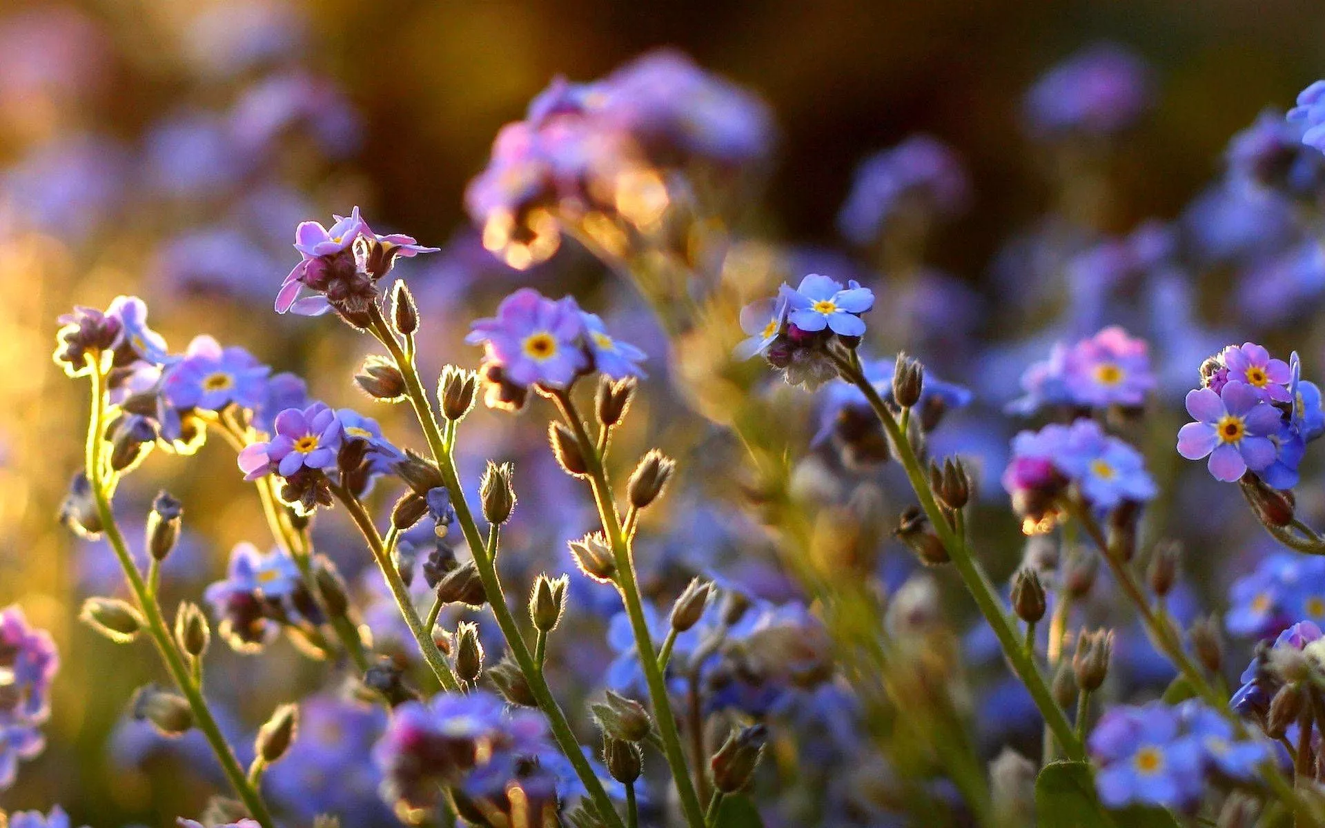 Forget Me Not Flowers In Sunrise