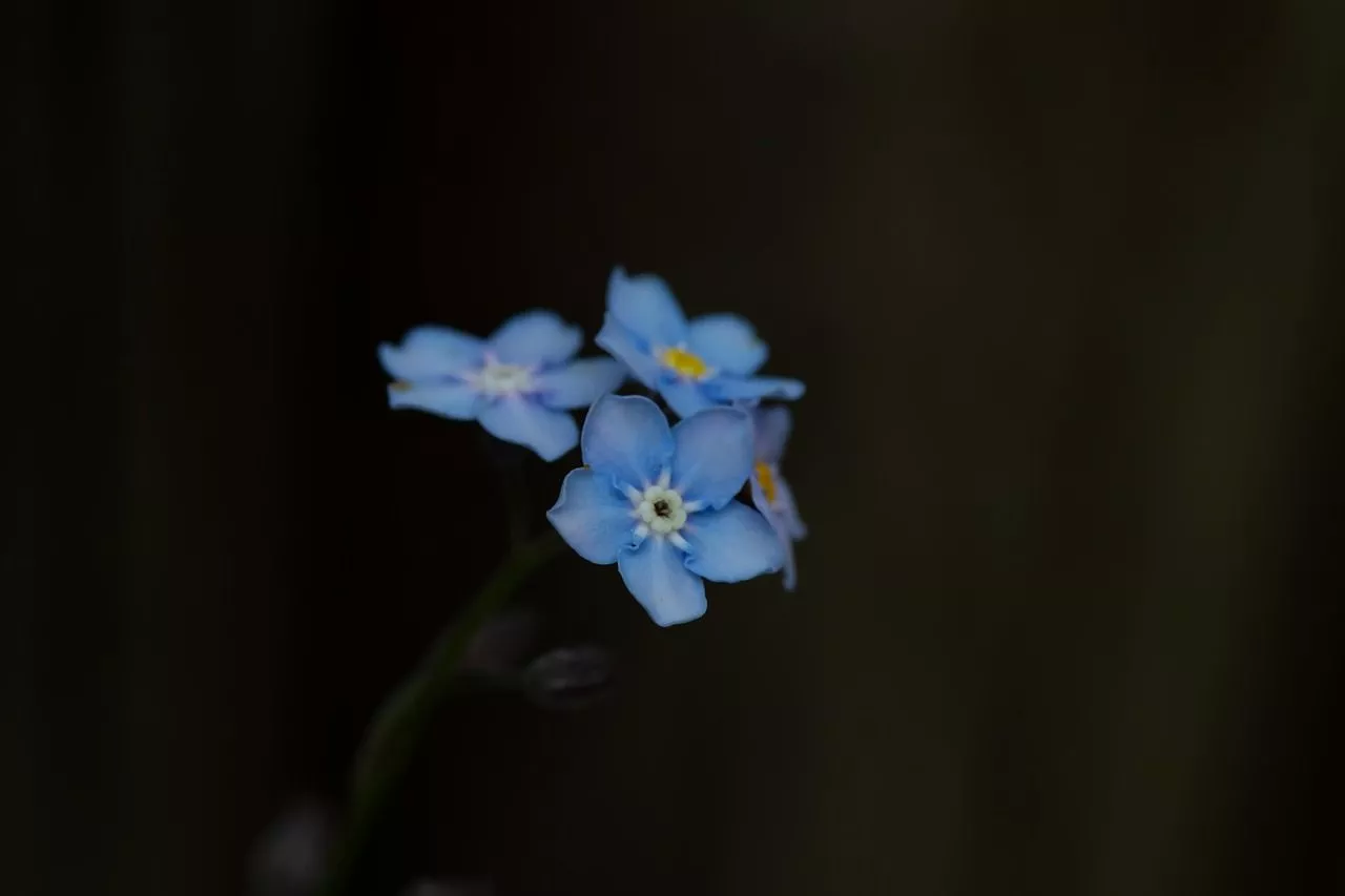 Forget Me Not Flower Blossom