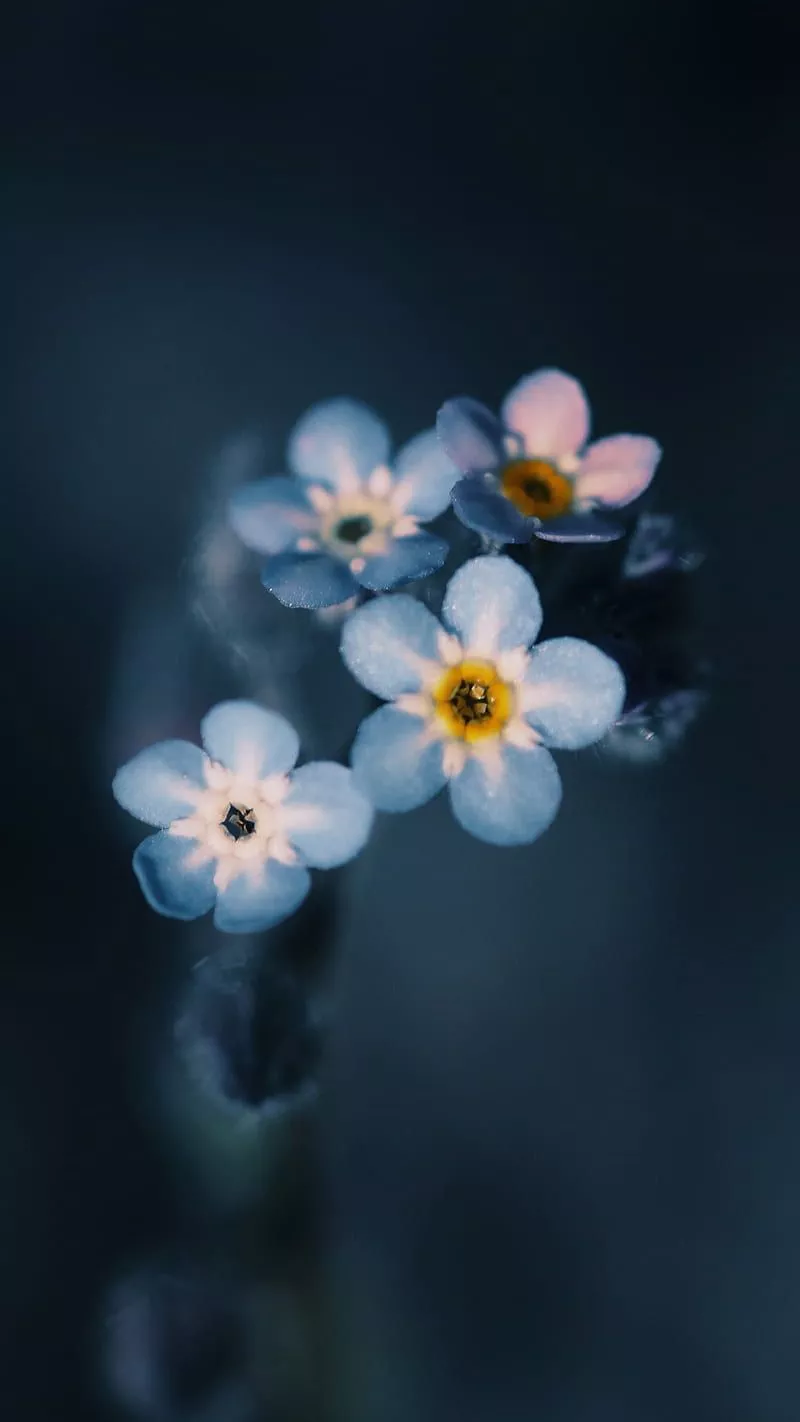 Myosotis Macro Flower, blue, bokeh