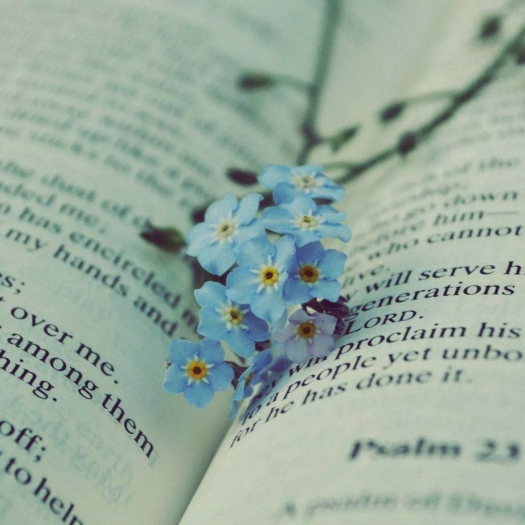 Forget Me Not Flower Wallpaper
